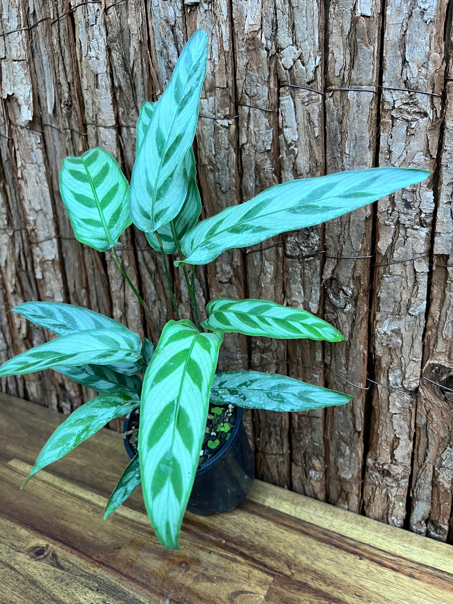 Calathea bachemiana B279