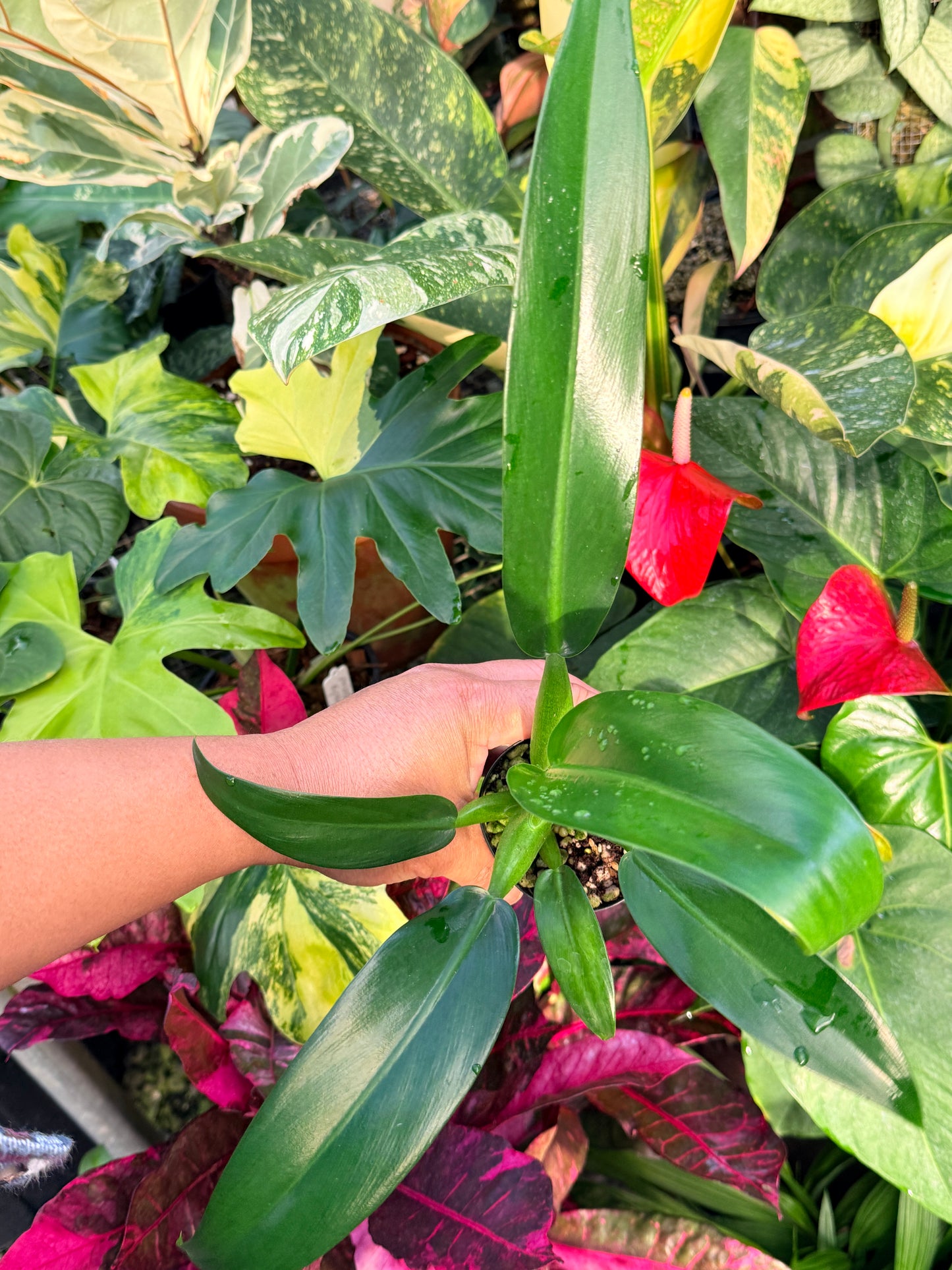 Philodendron 'Fat Boy' P18