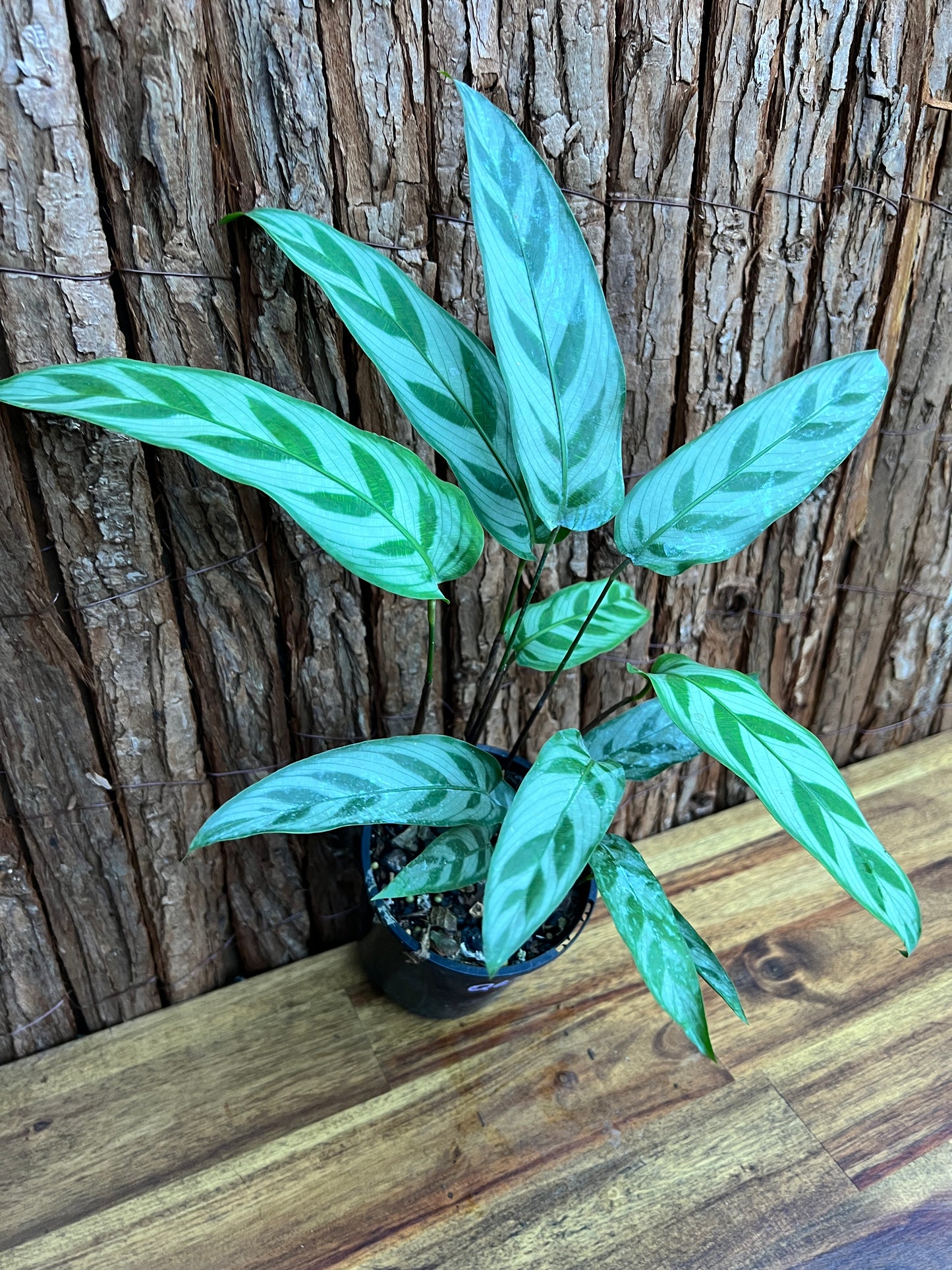 Calathea bachemiana B279