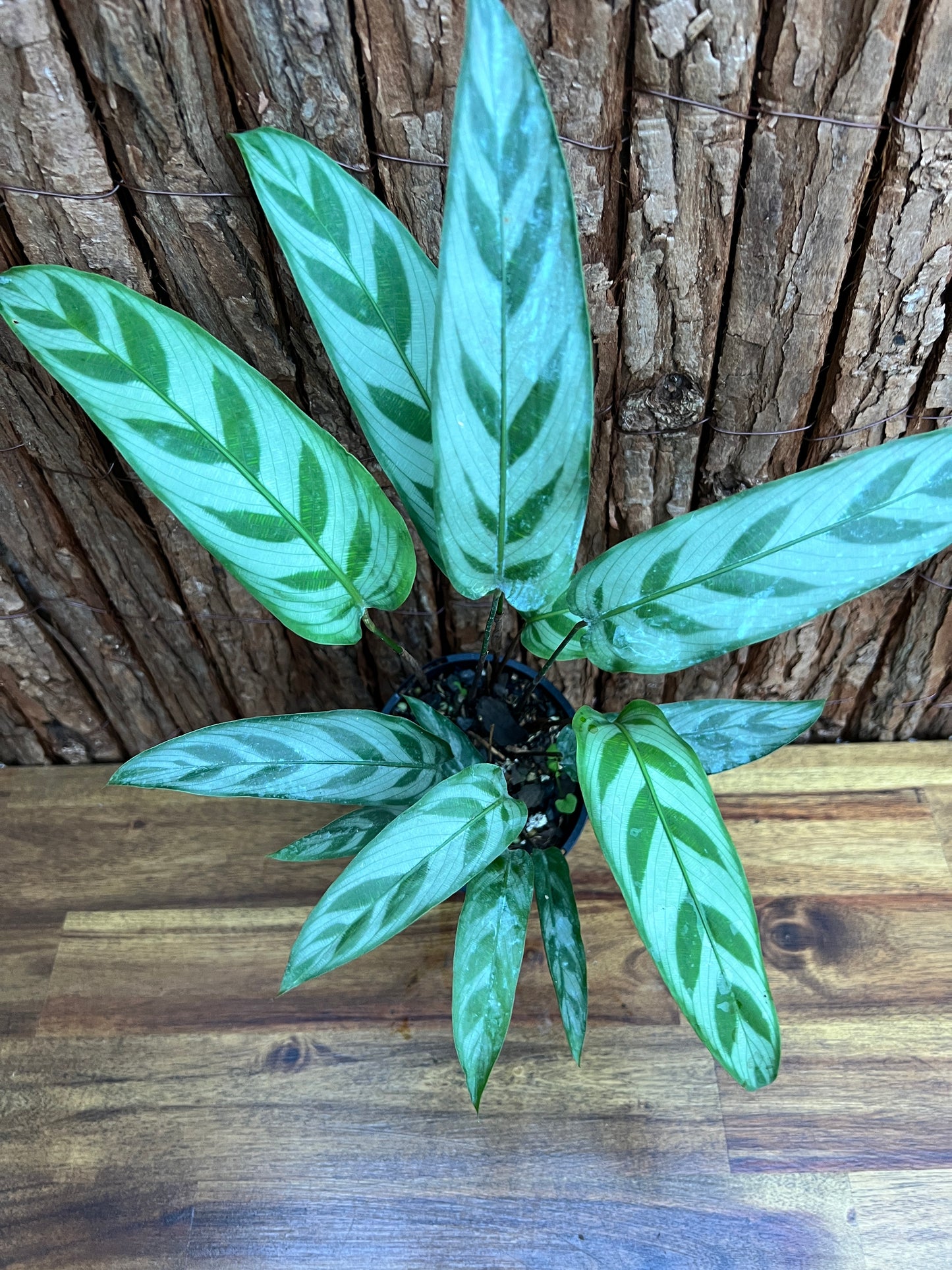 Calathea bachemiana B279