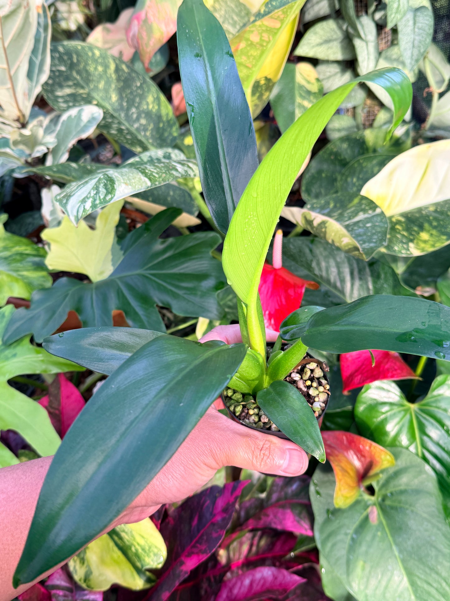 Philodendron 'Fat Boy' P18