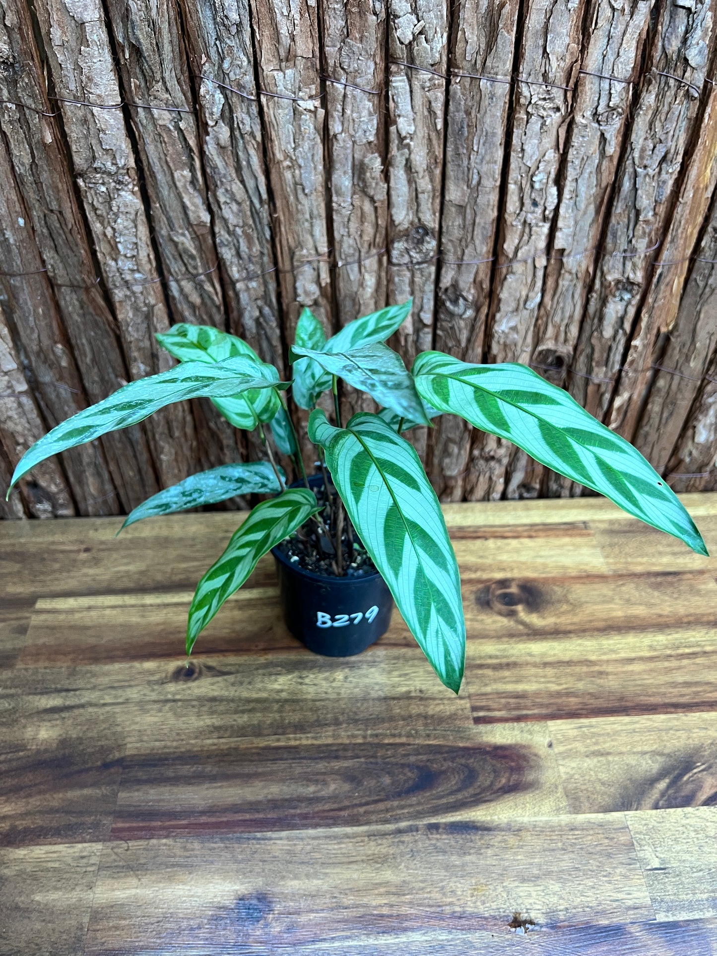 Calathea bachemiana B279