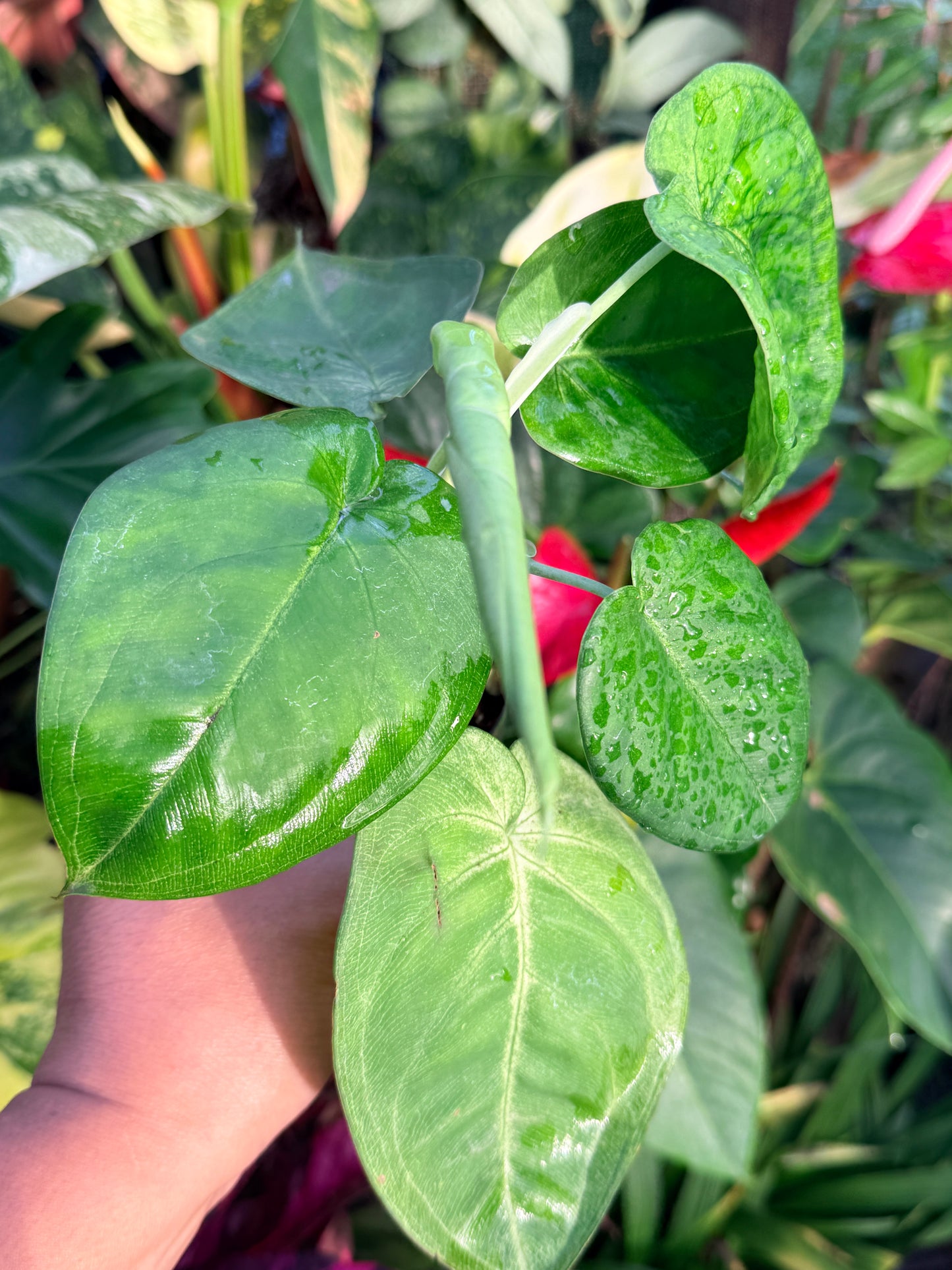 Syngonium 'Frosted Heart' P19