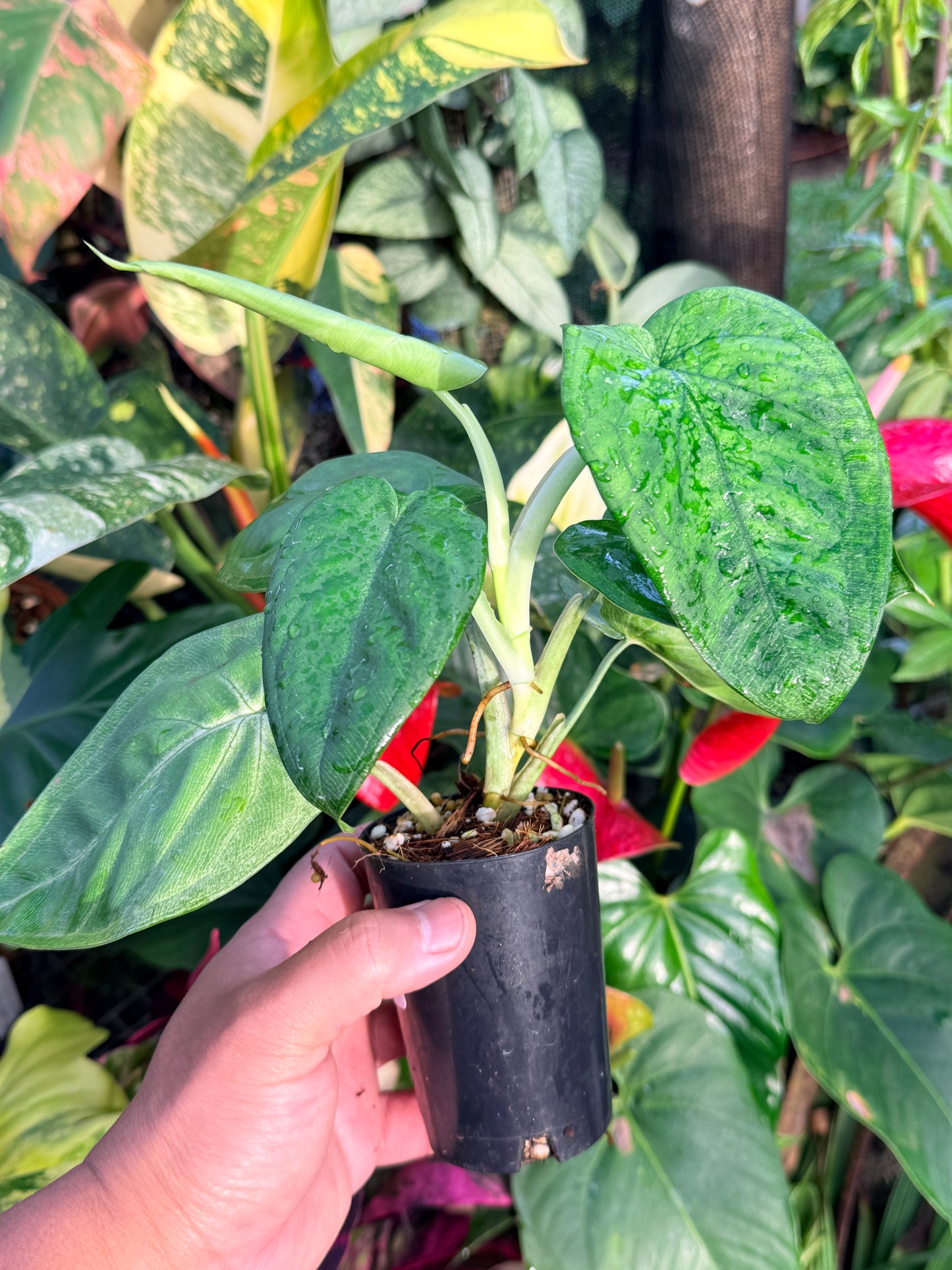 Syngonium 'Frosted Heart' P19
