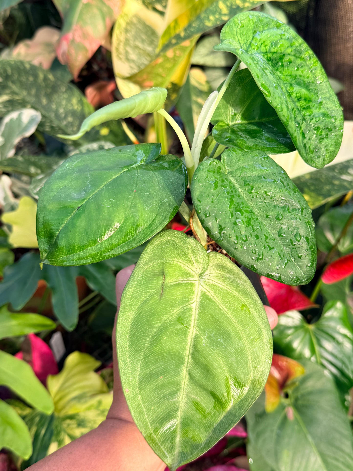 Syngonium 'Frosted Heart' P19