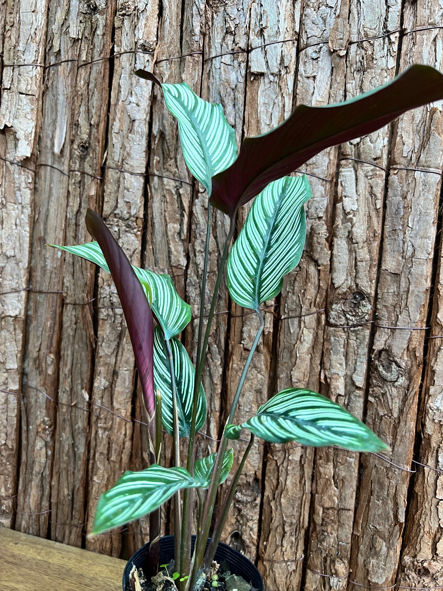 Calathea majestica White Star B281