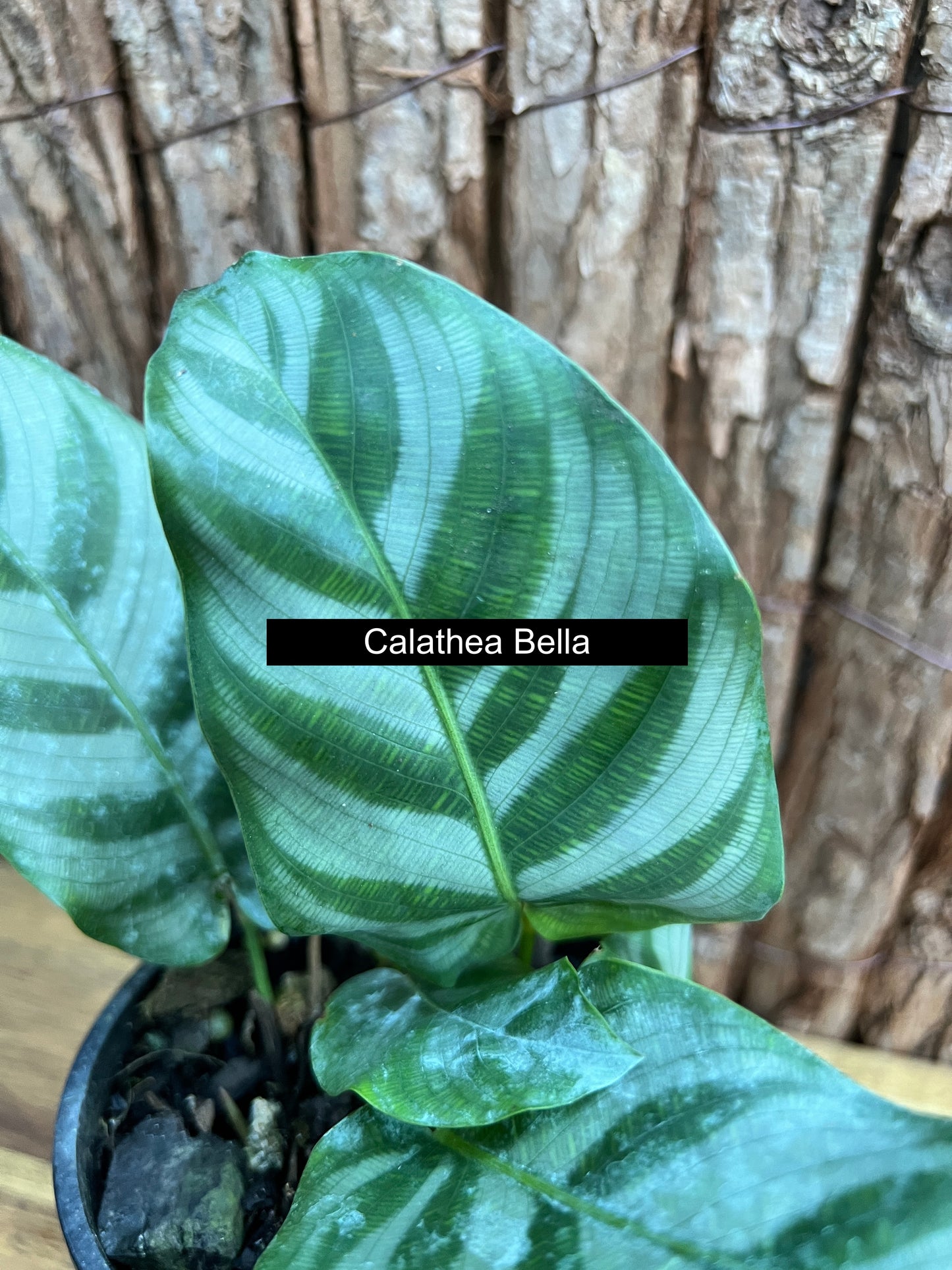 Calathea Bella B282