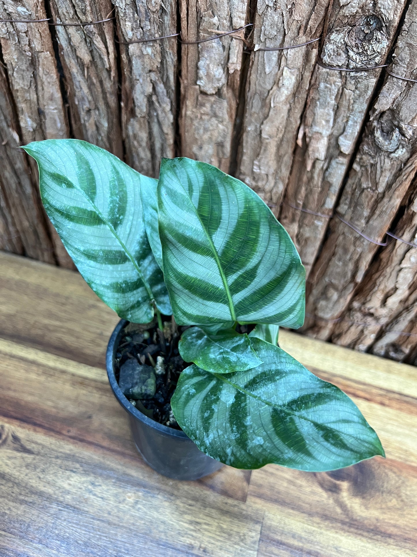 Calathea Bella B282