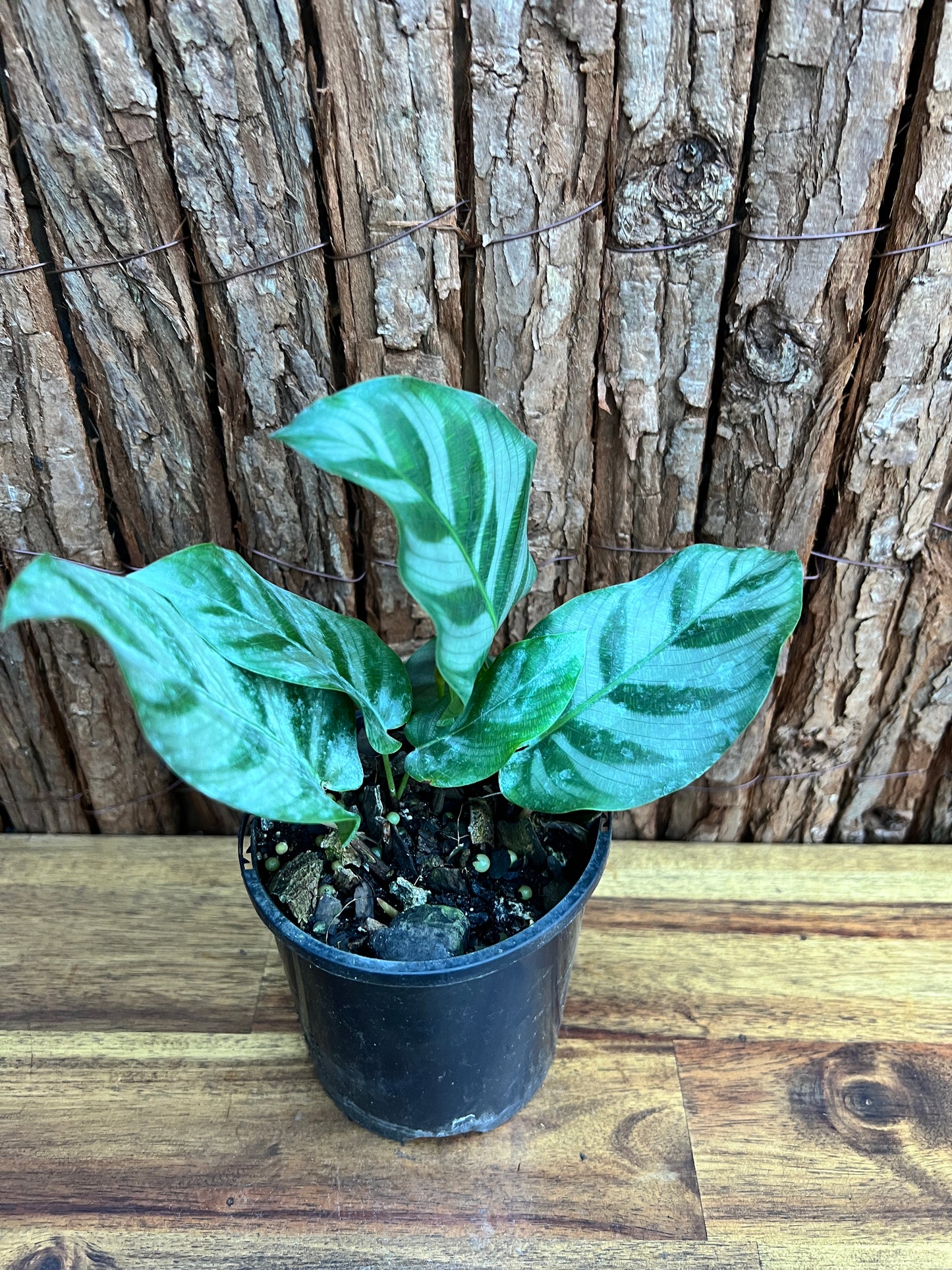 Calathea Bella B282