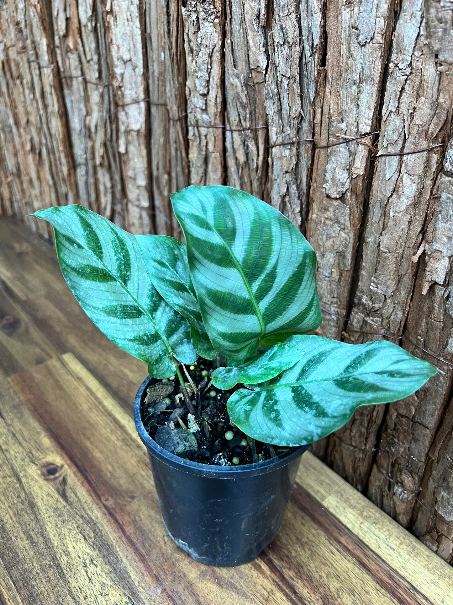 Calathea Bella B282