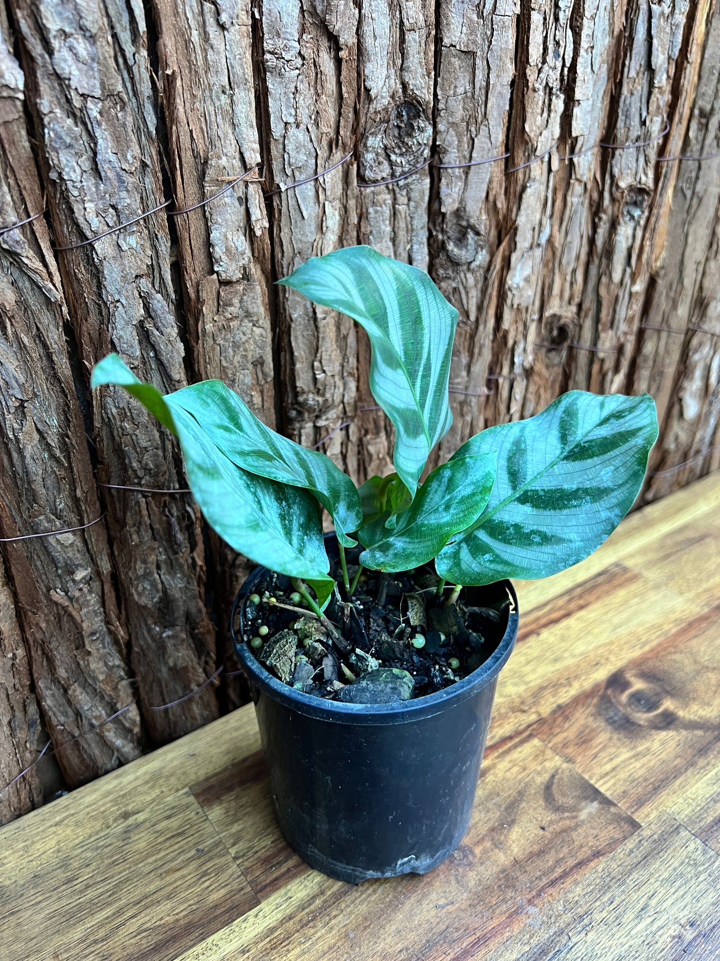 Calathea Bella B282