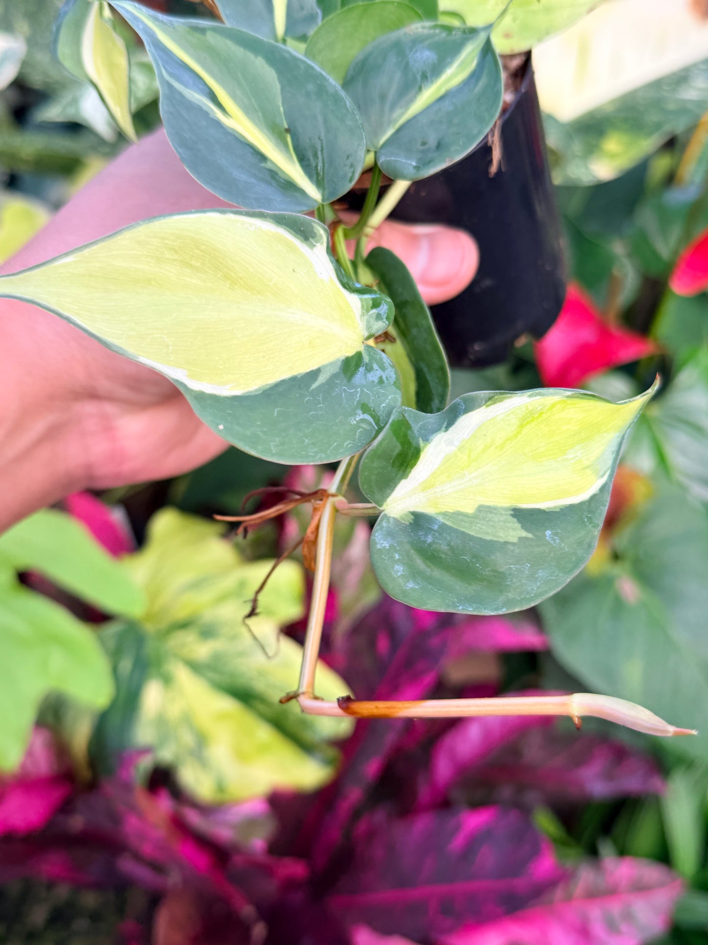 Philodendron 'Cream Splash' P23