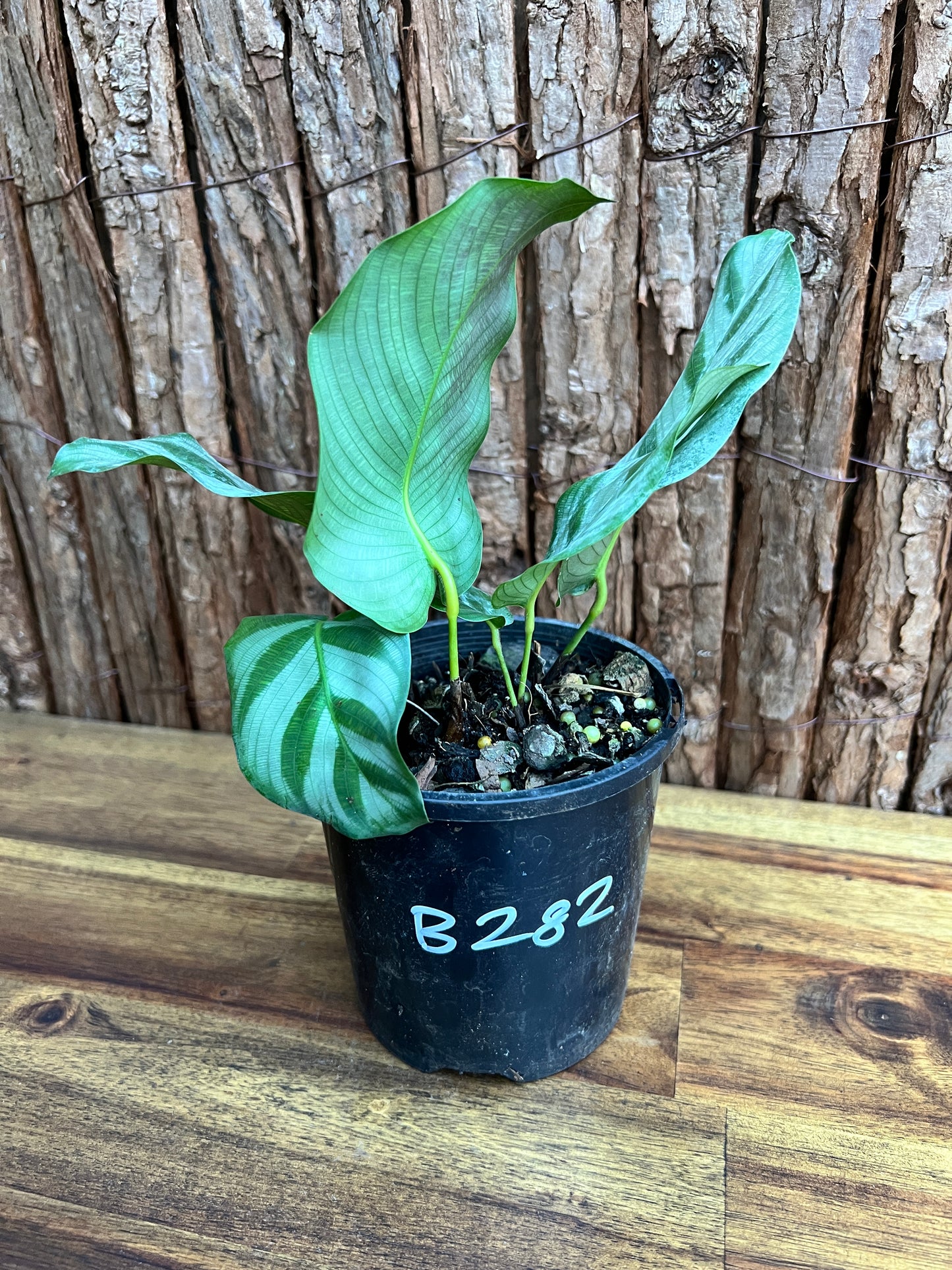 Calathea Bella B282