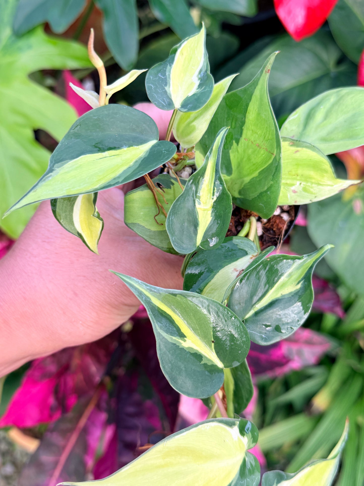 Philodendron 'Cream Splash' P23