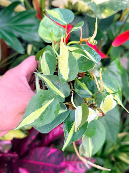 Philodendron 'Cream Splash' P22
