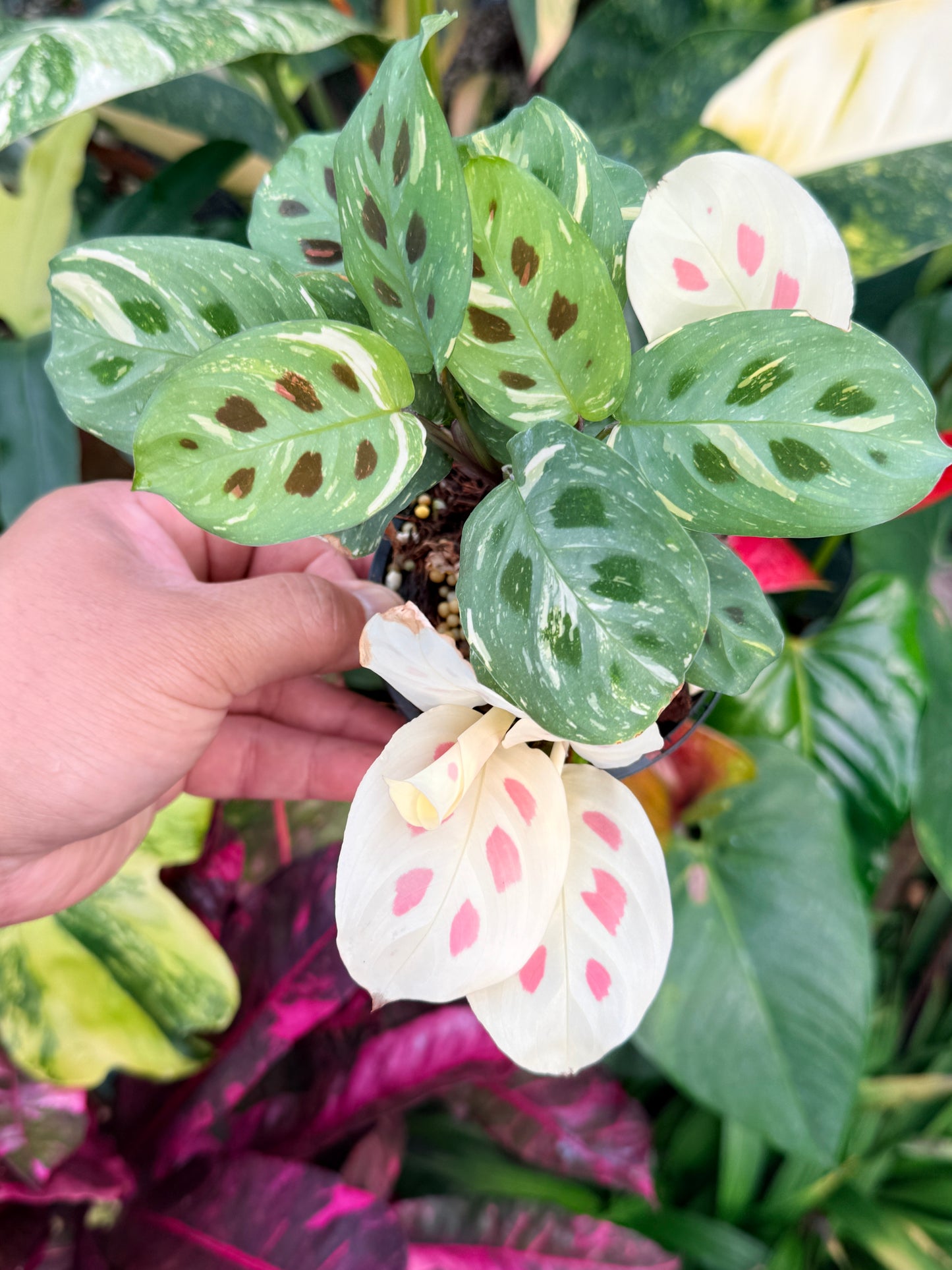 Maranta 'Variegata' P31