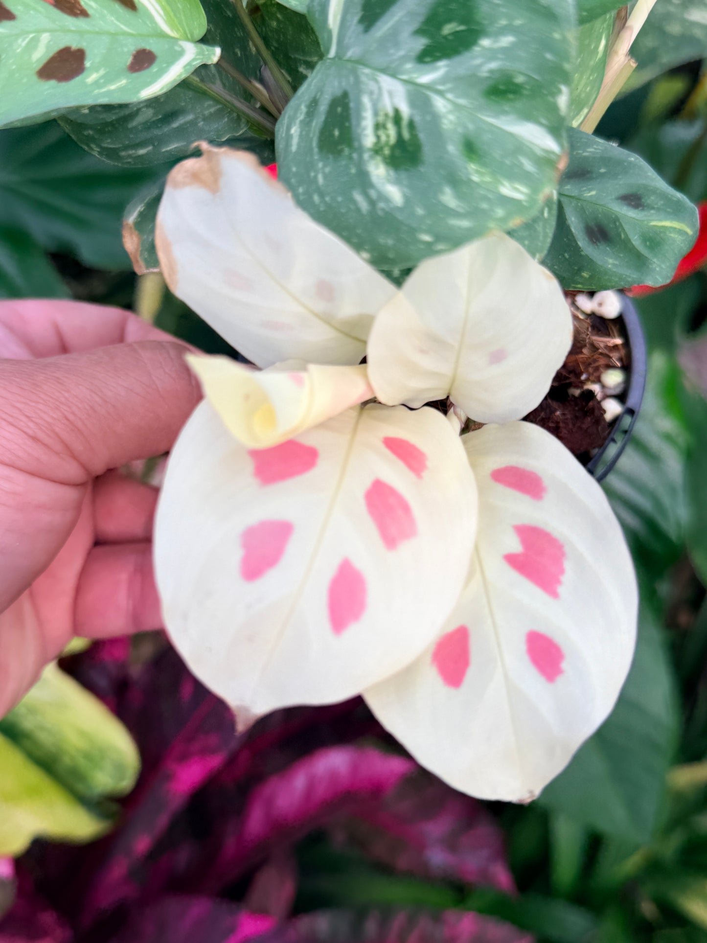 Maranta 'Variegata' P31