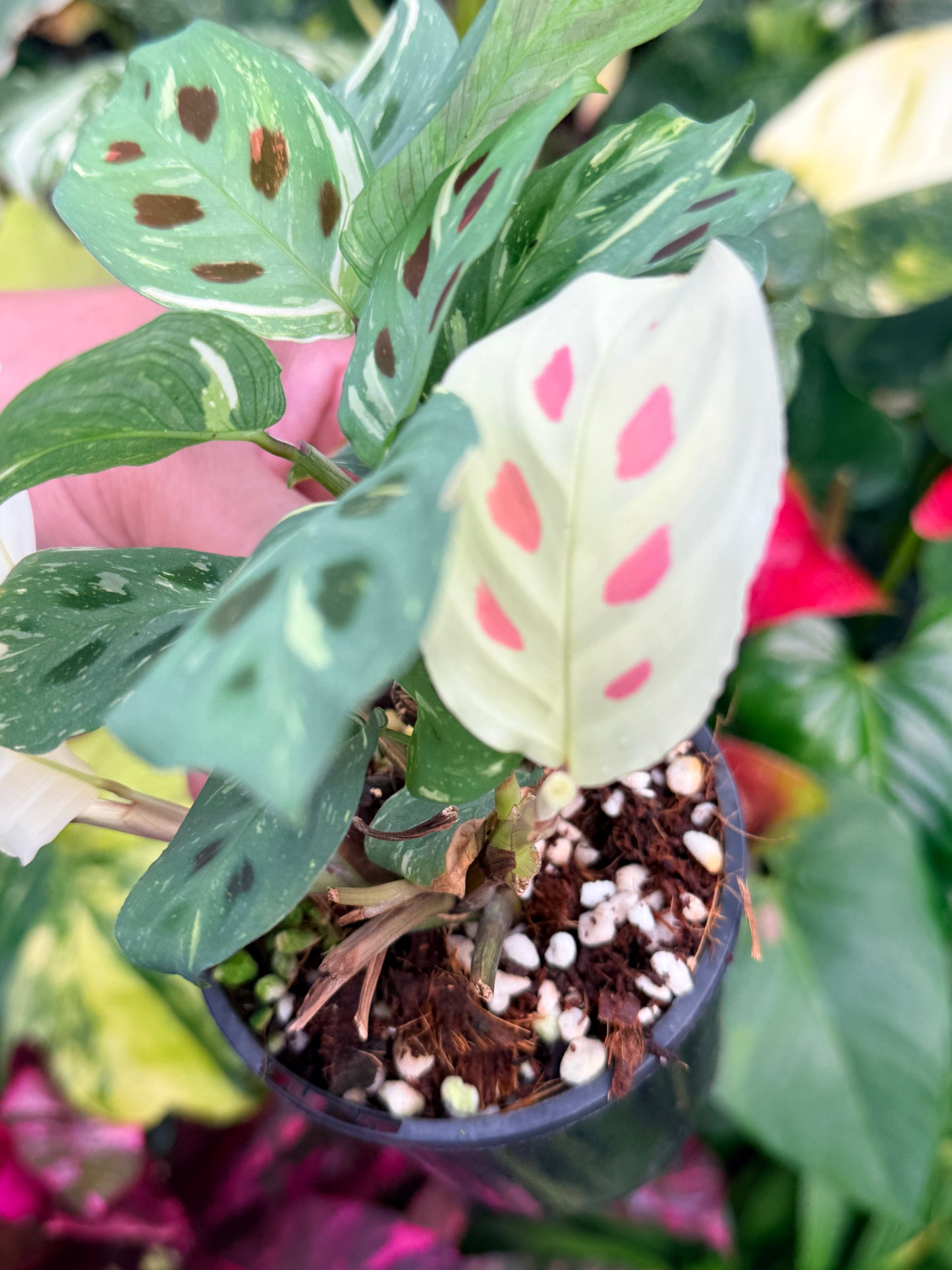 Maranta 'Variegata' P31