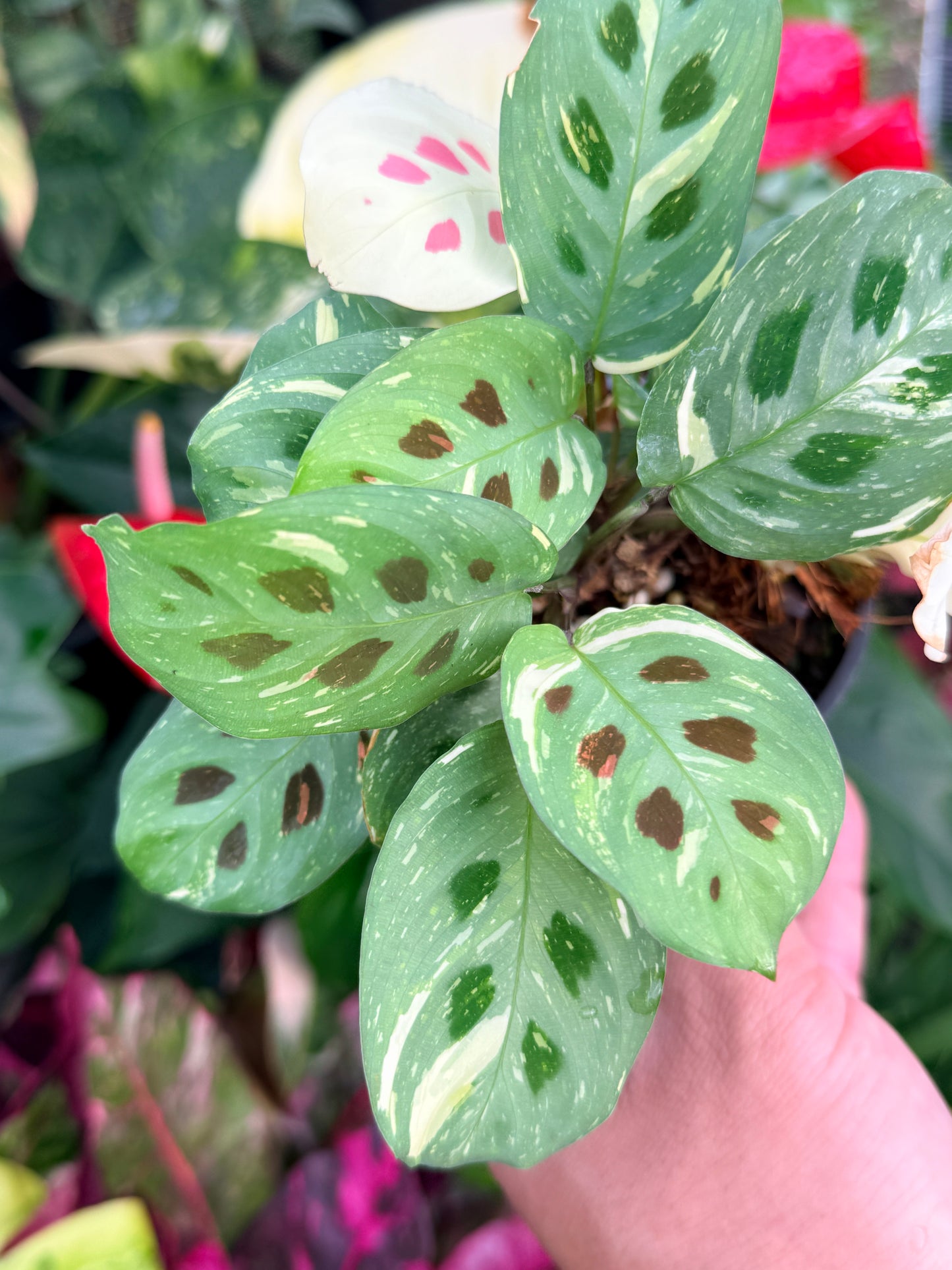 Maranta 'Variegata' P31