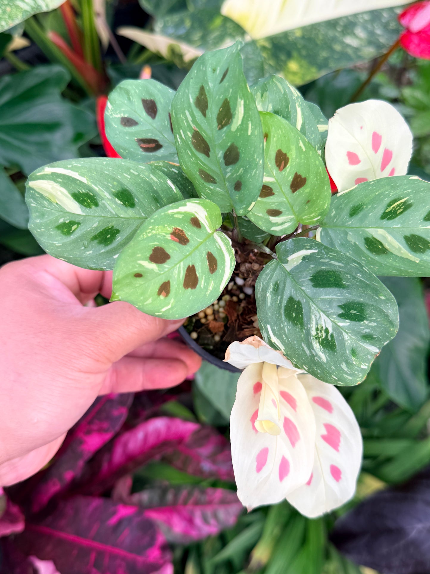 Maranta 'Variegata' P31