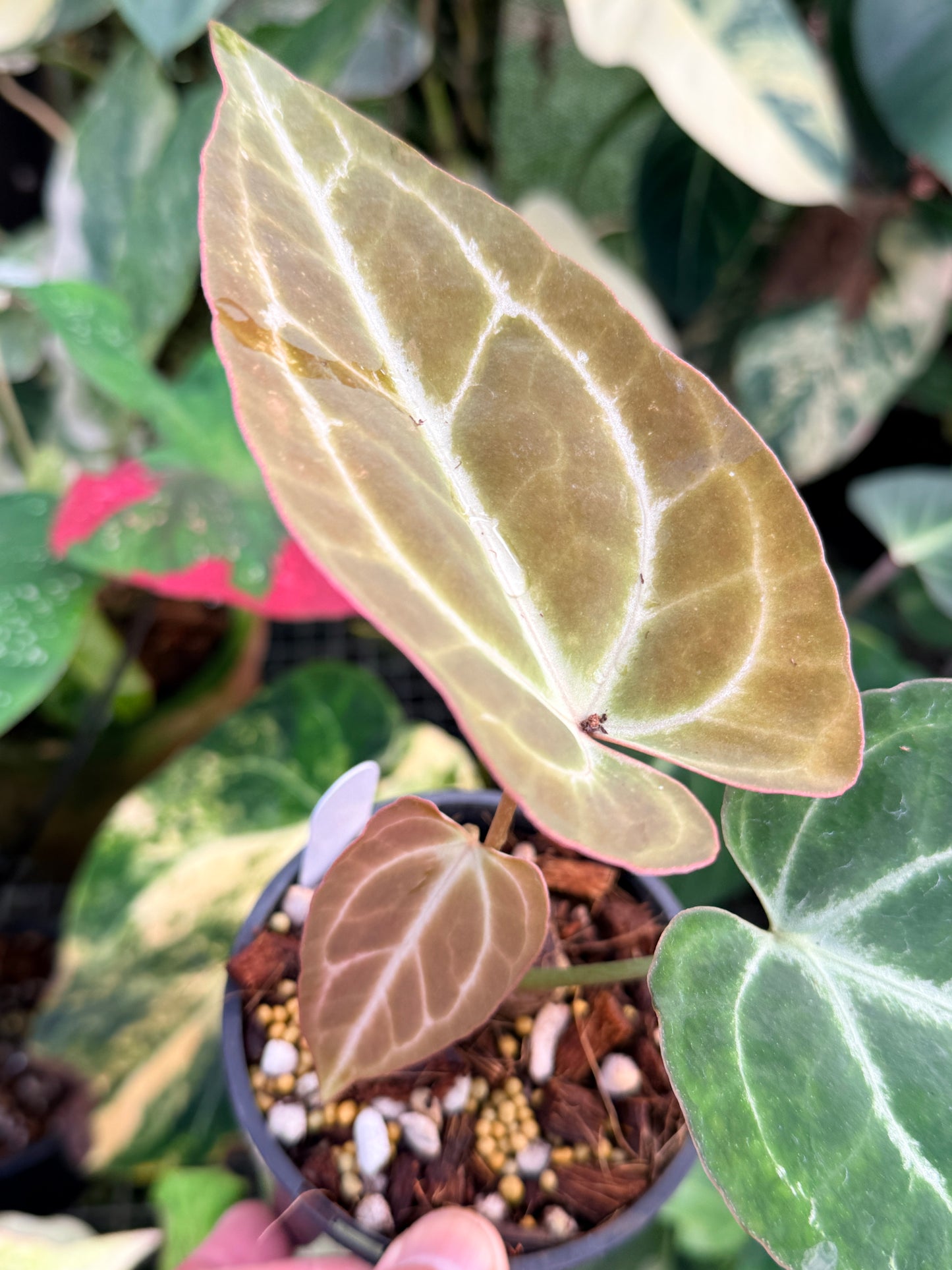 Anthurium Crystallinum Hybrid P34
