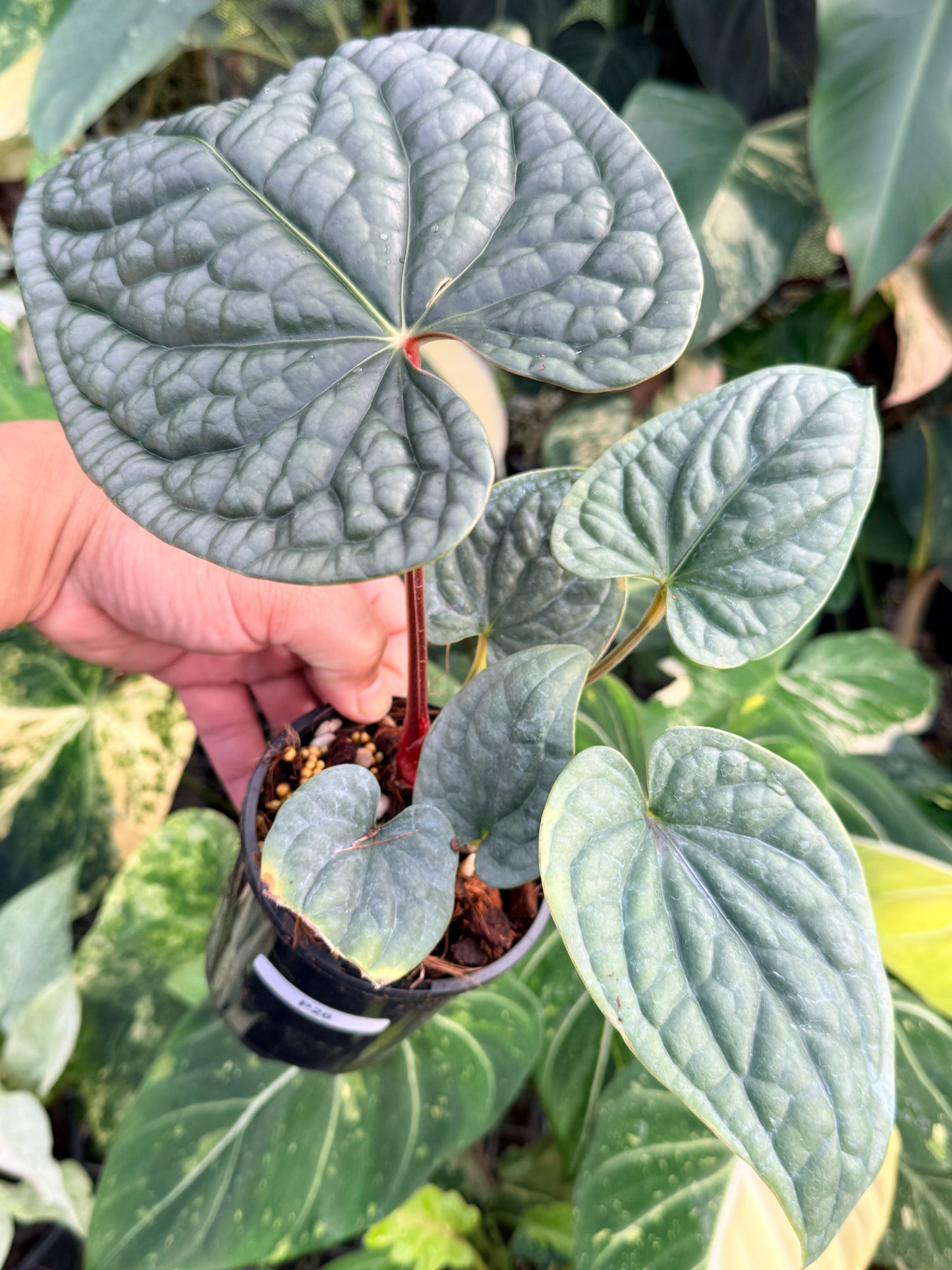 Anthurium Luxurian P26