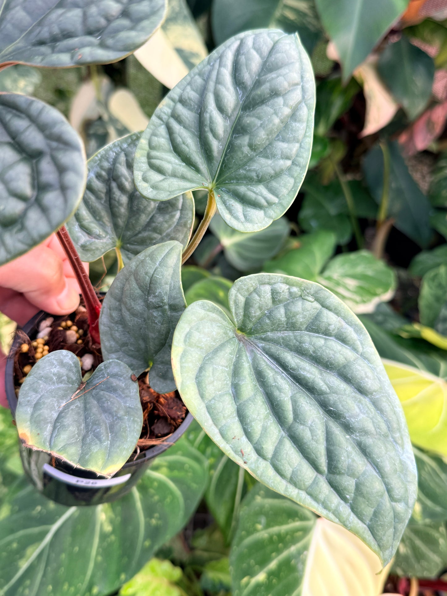 Anthurium Luxurian P26