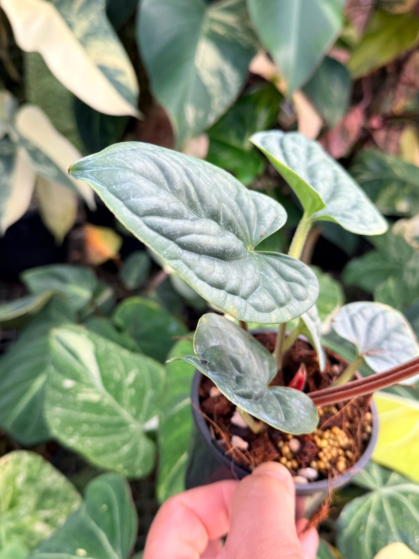 Anthurium Luxurian P26