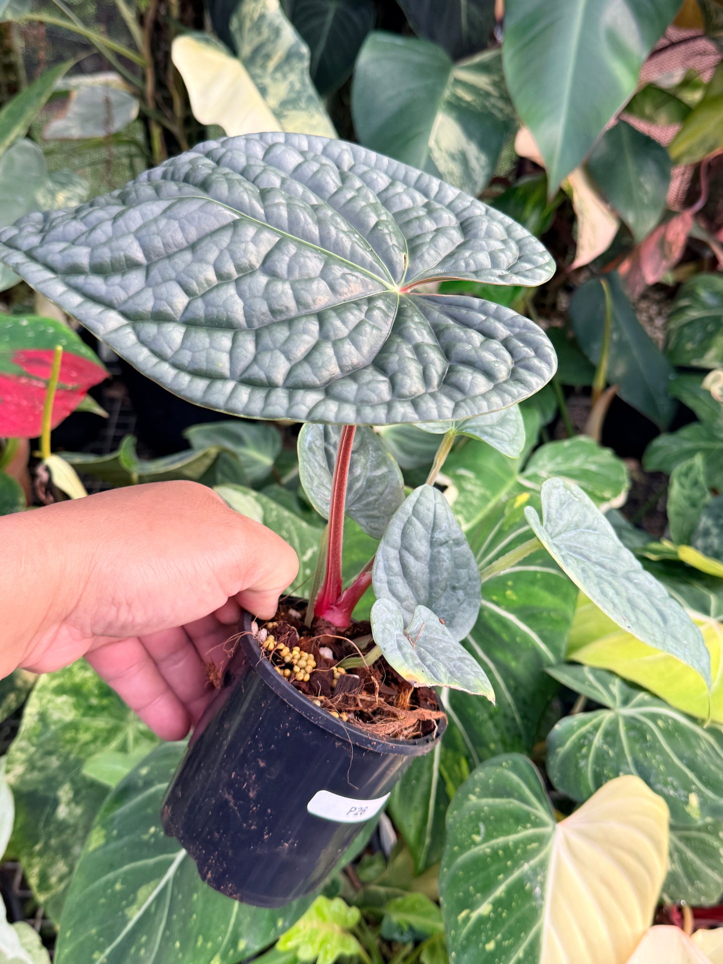 Anthurium Luxurian P26
