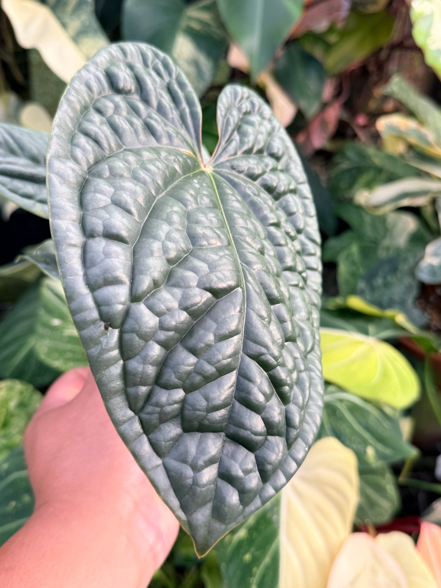 Anthurium Luxurian P26