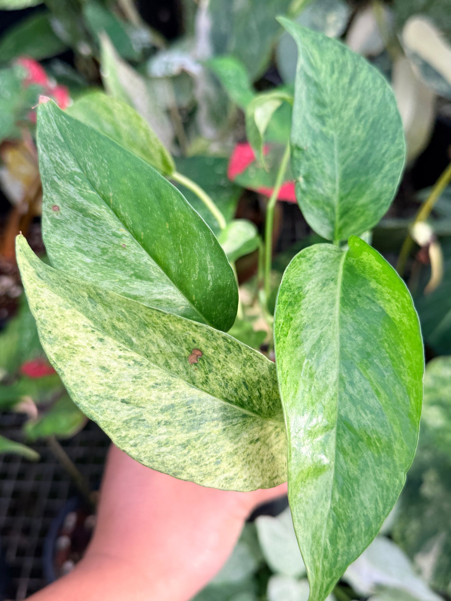 Epipremnum pinnatum 'Mint Variegated' P30