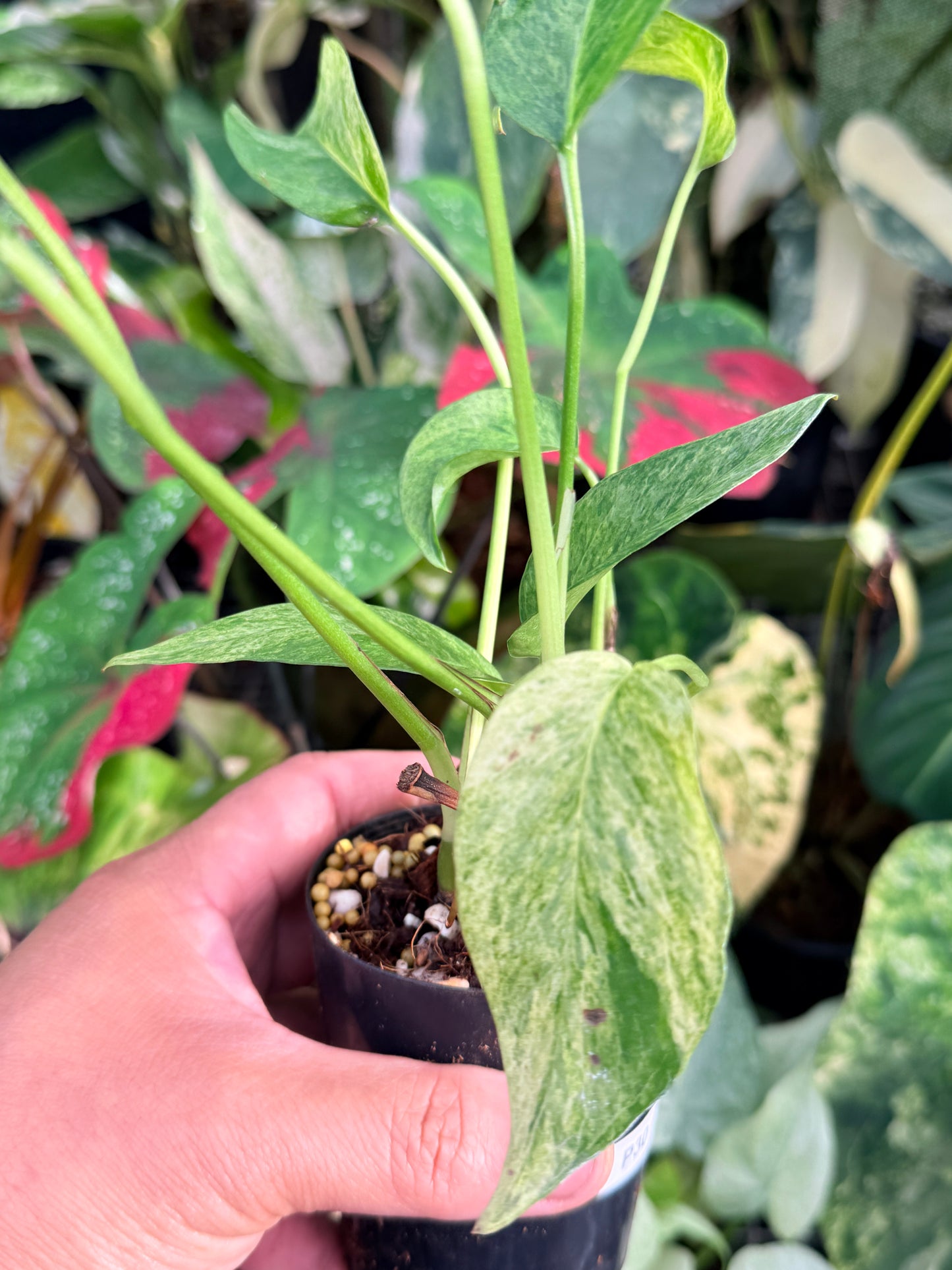 Epipremnum pinnatum 'Mint Variegated' P30