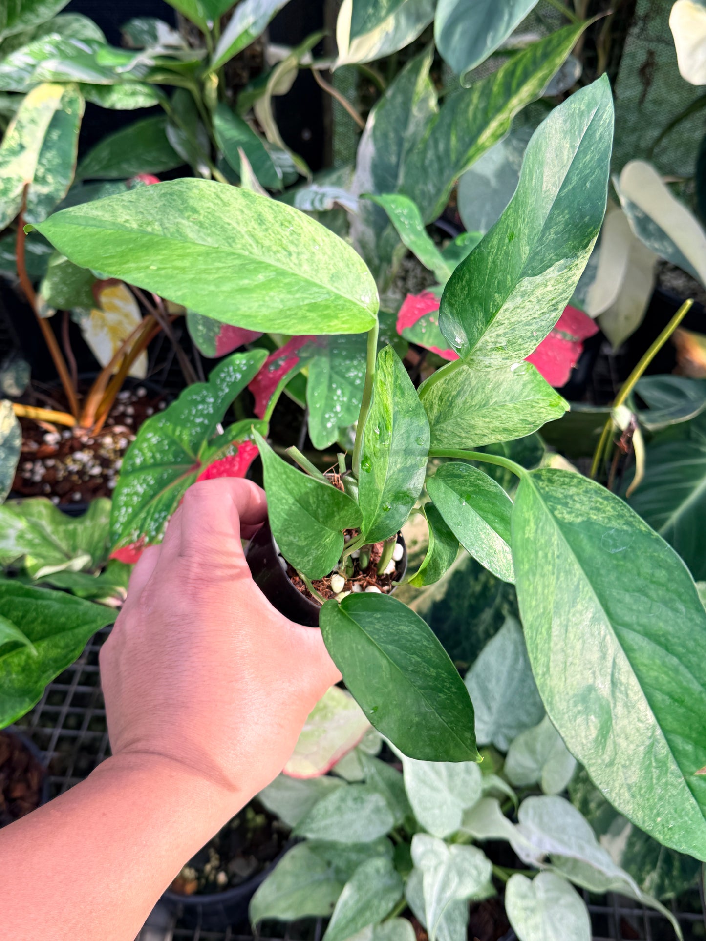 Epipremnum pinnatum 'Mint Variegated' P25