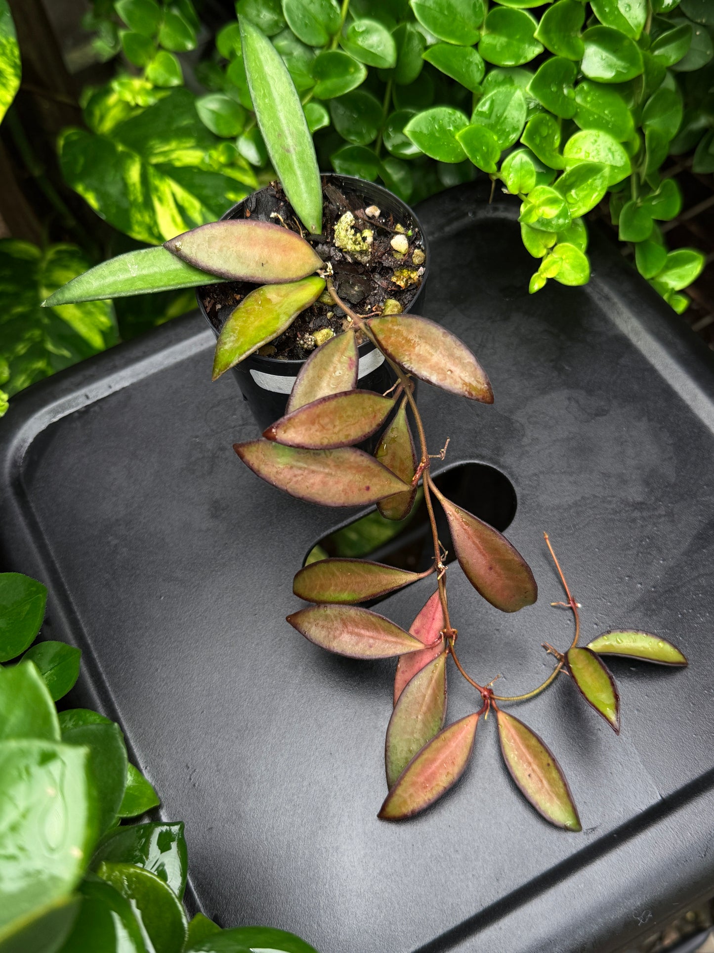 Hoya 'Rosita' - Best Plant in Stock.