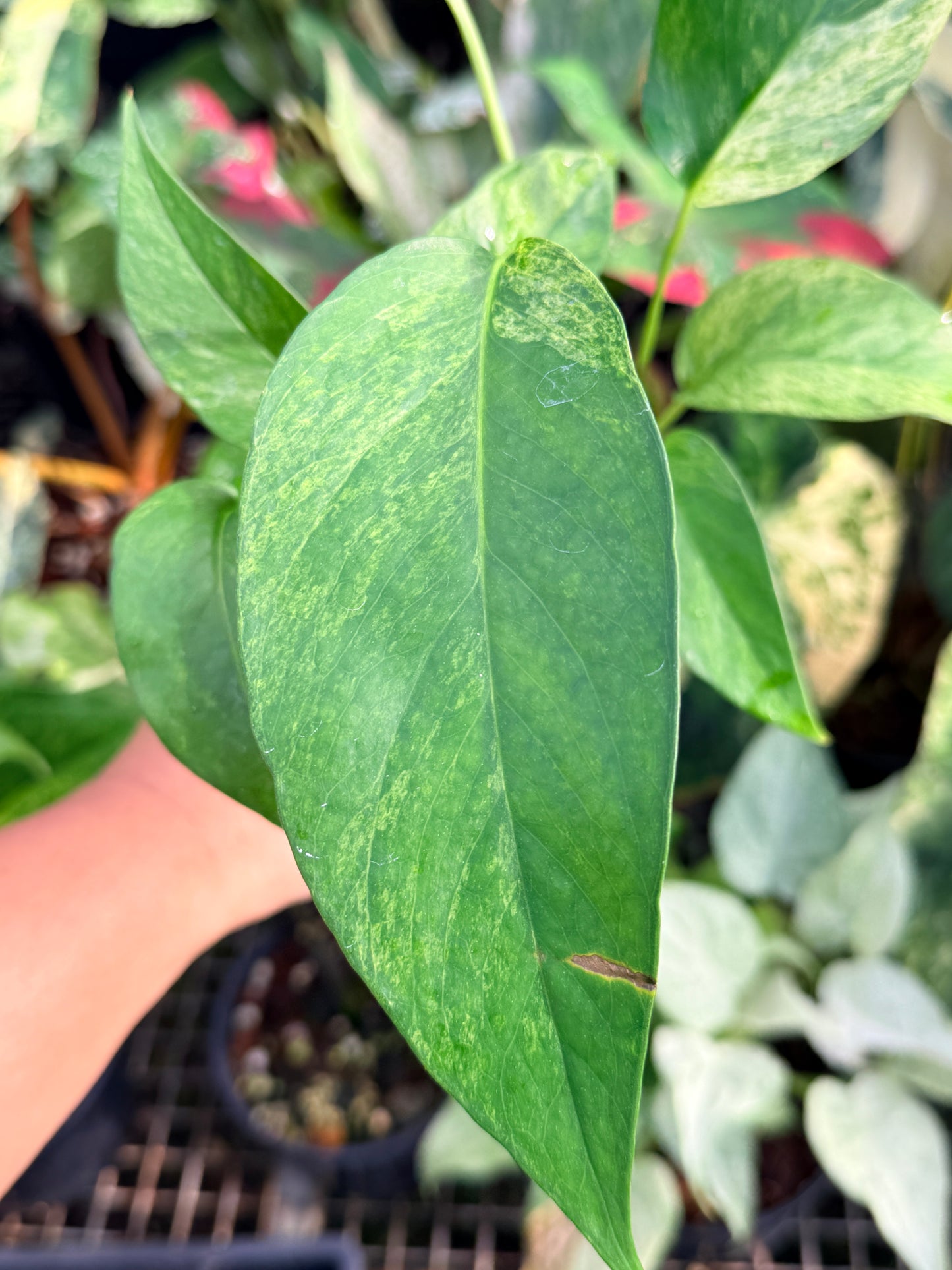 Epipremnum pinnatum 'Mint Variegated' P25