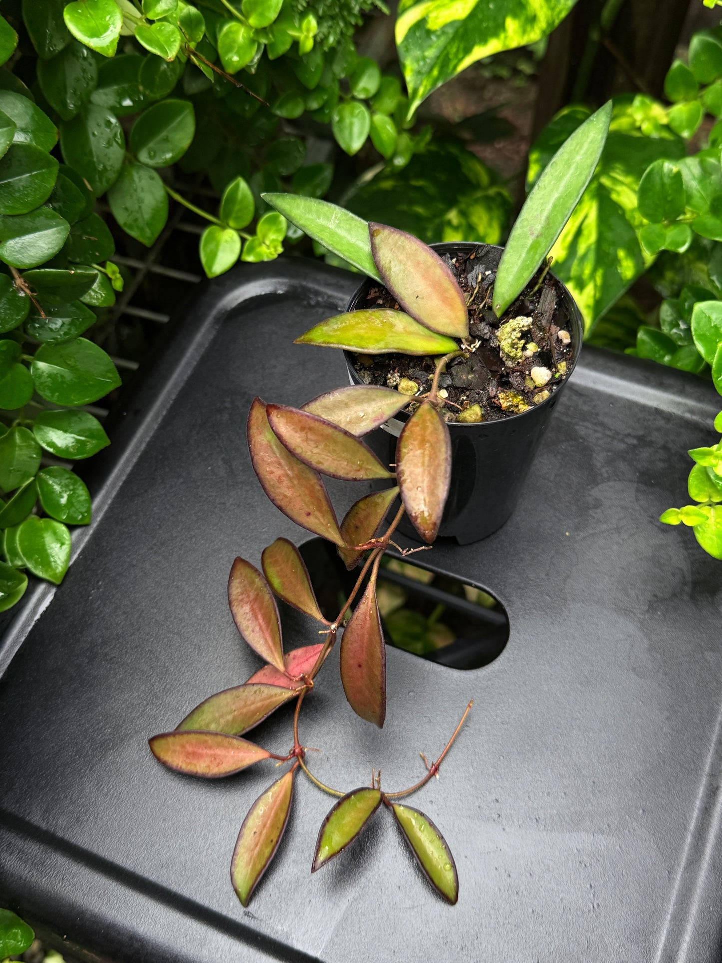 Hoya 'Rosita' - Best Plant in Stock.