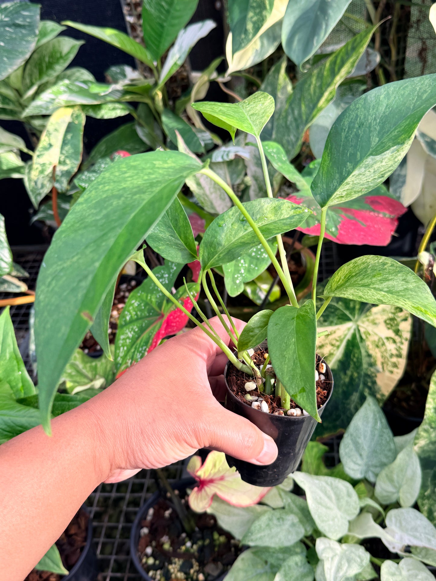 Epipremnum pinnatum 'Mint Variegated' P25