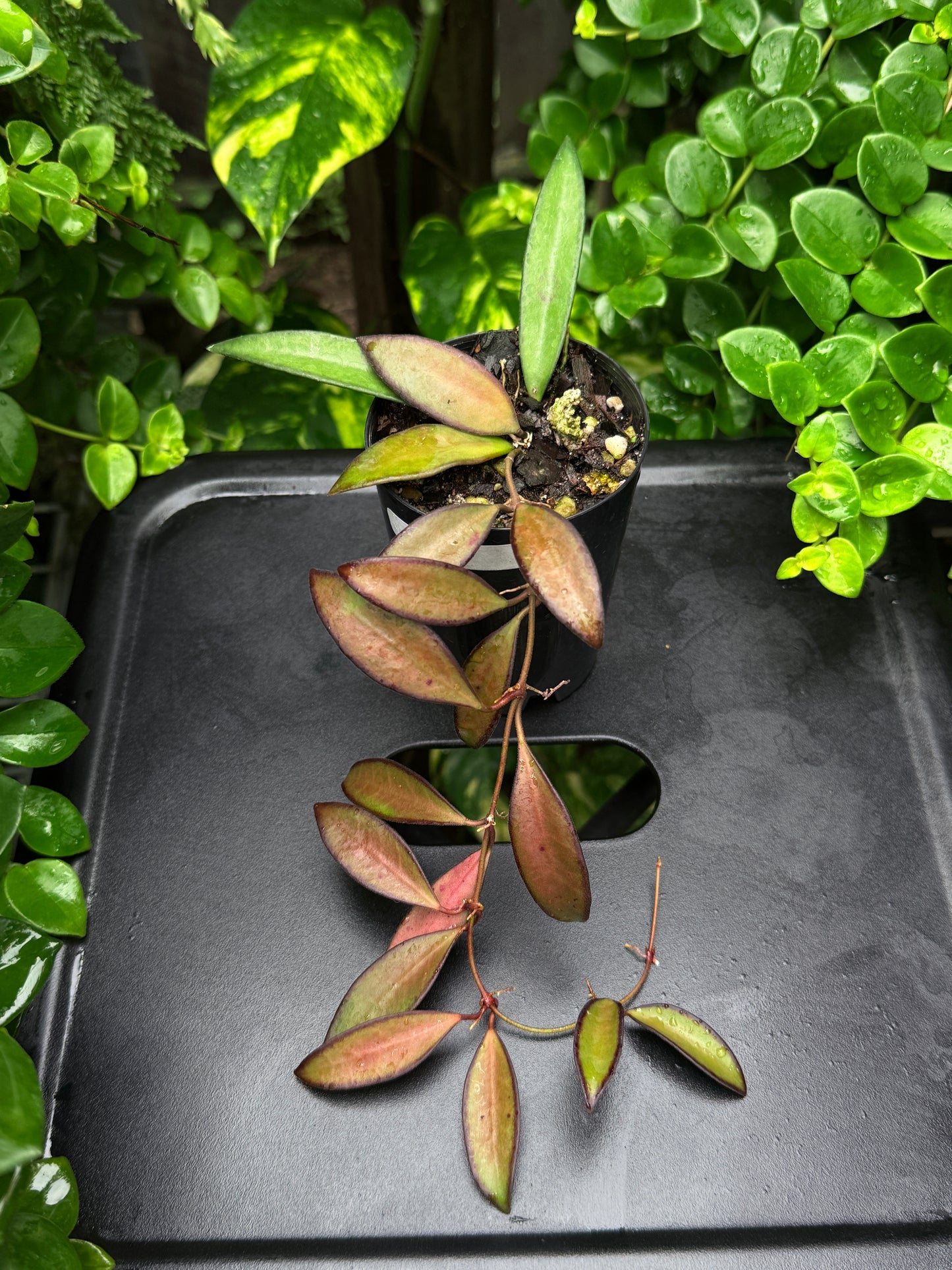 Hoya 'Rosita' - Best Plant in Stock.