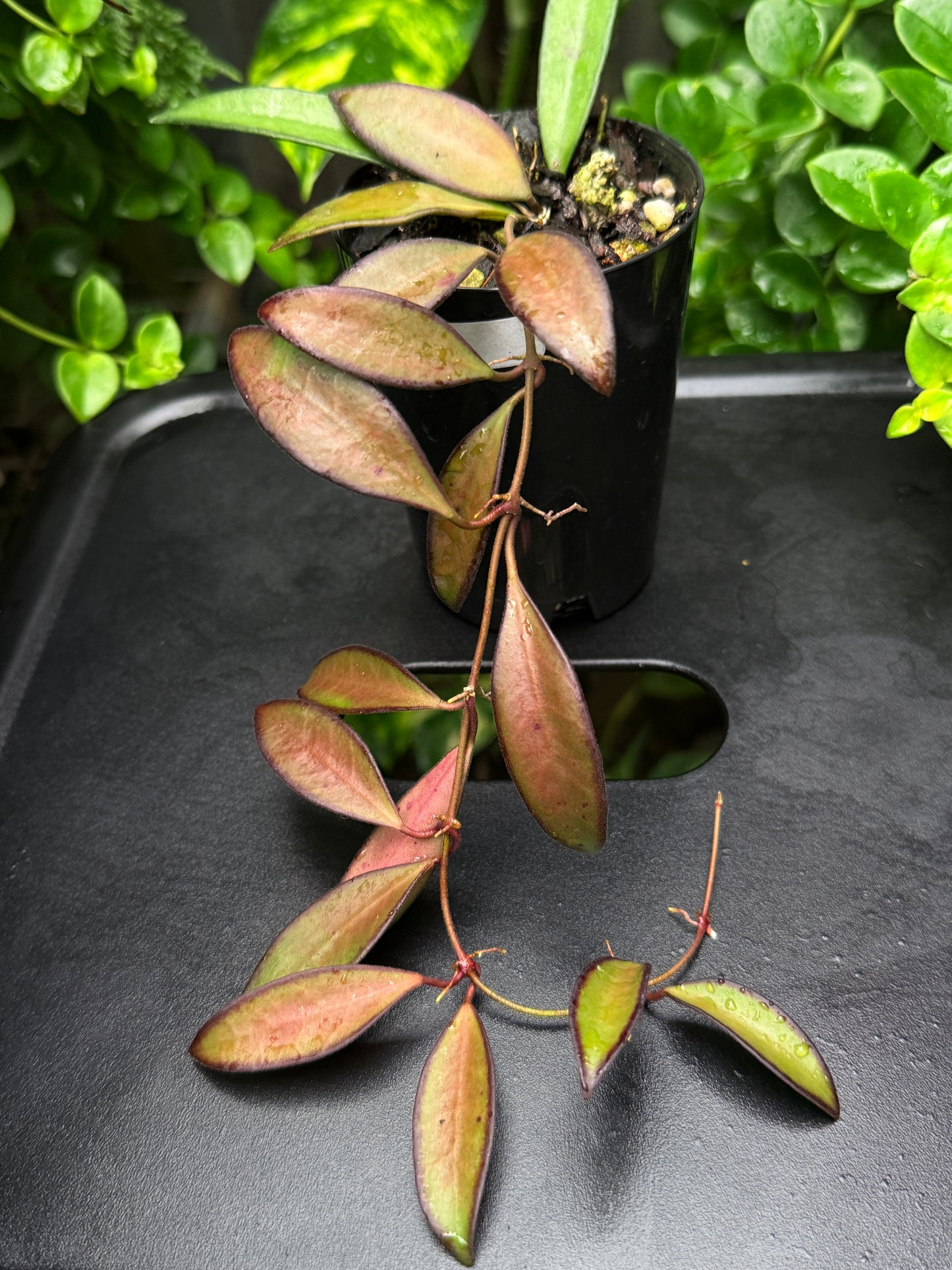 Hoya 'Rosita' - Best Plant in Stock.