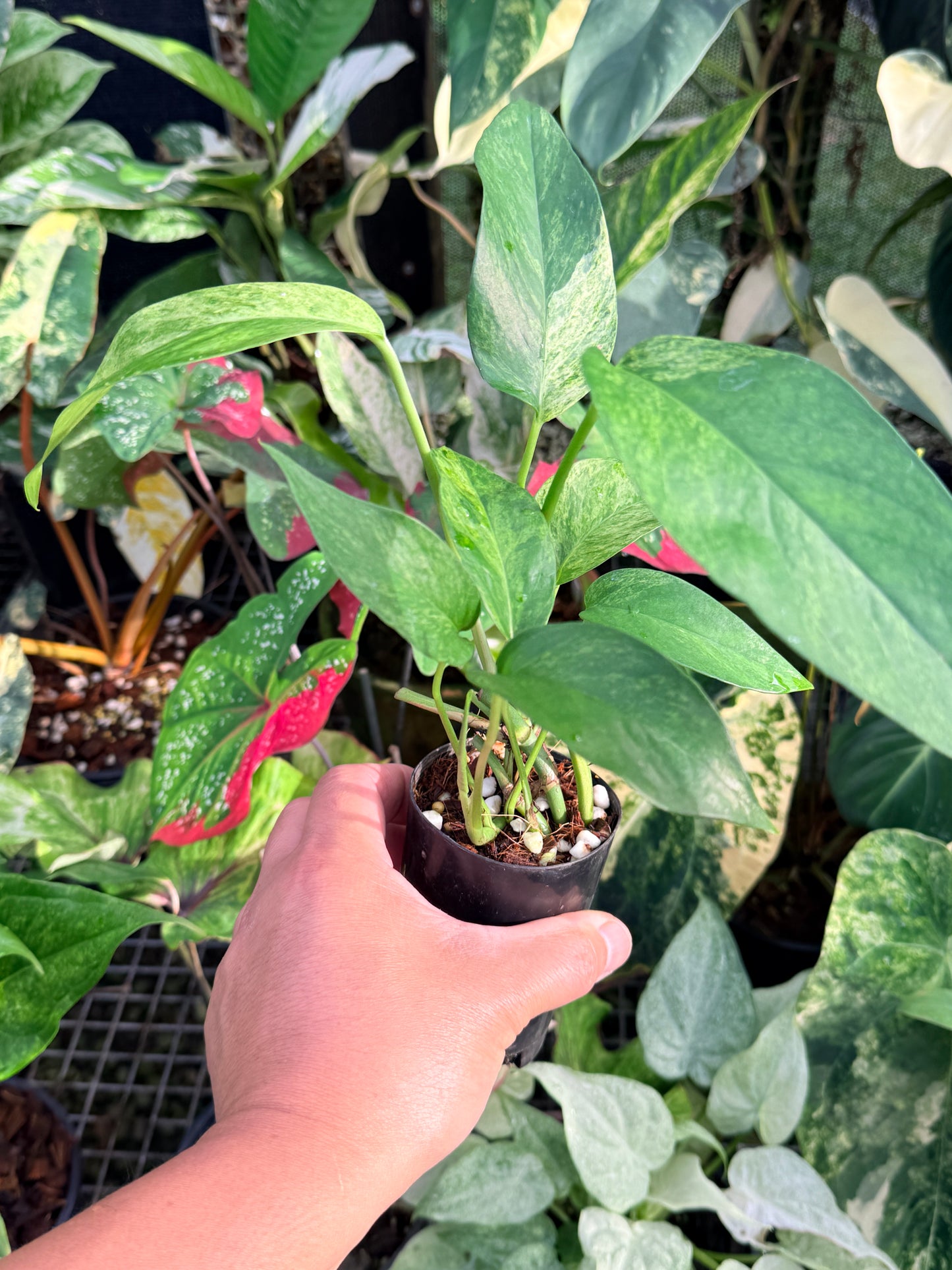 Epipremnum pinnatum 'Mint Variegated' P25