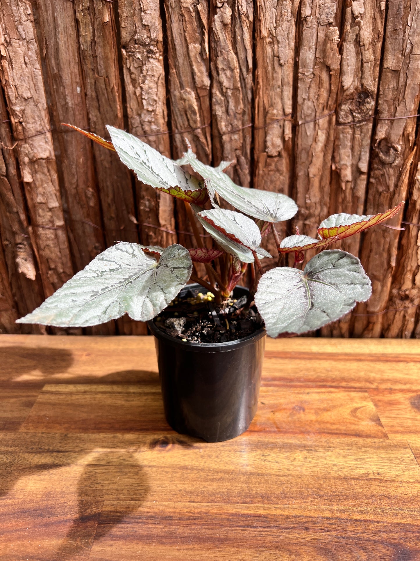 Begonia Artic Breeze B286