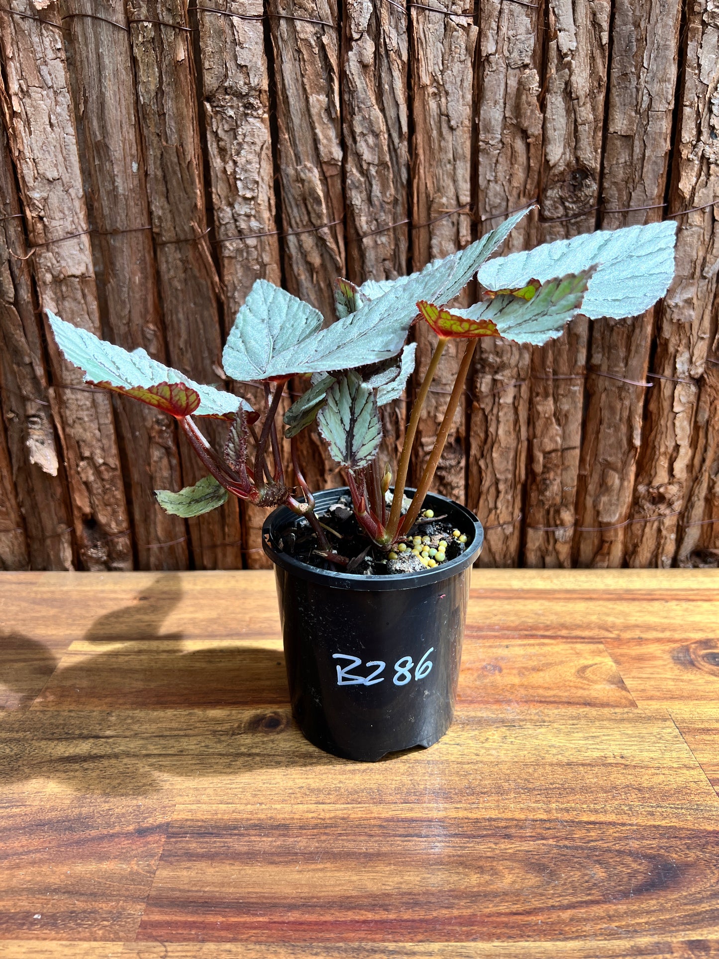 Begonia Artic Breeze B286