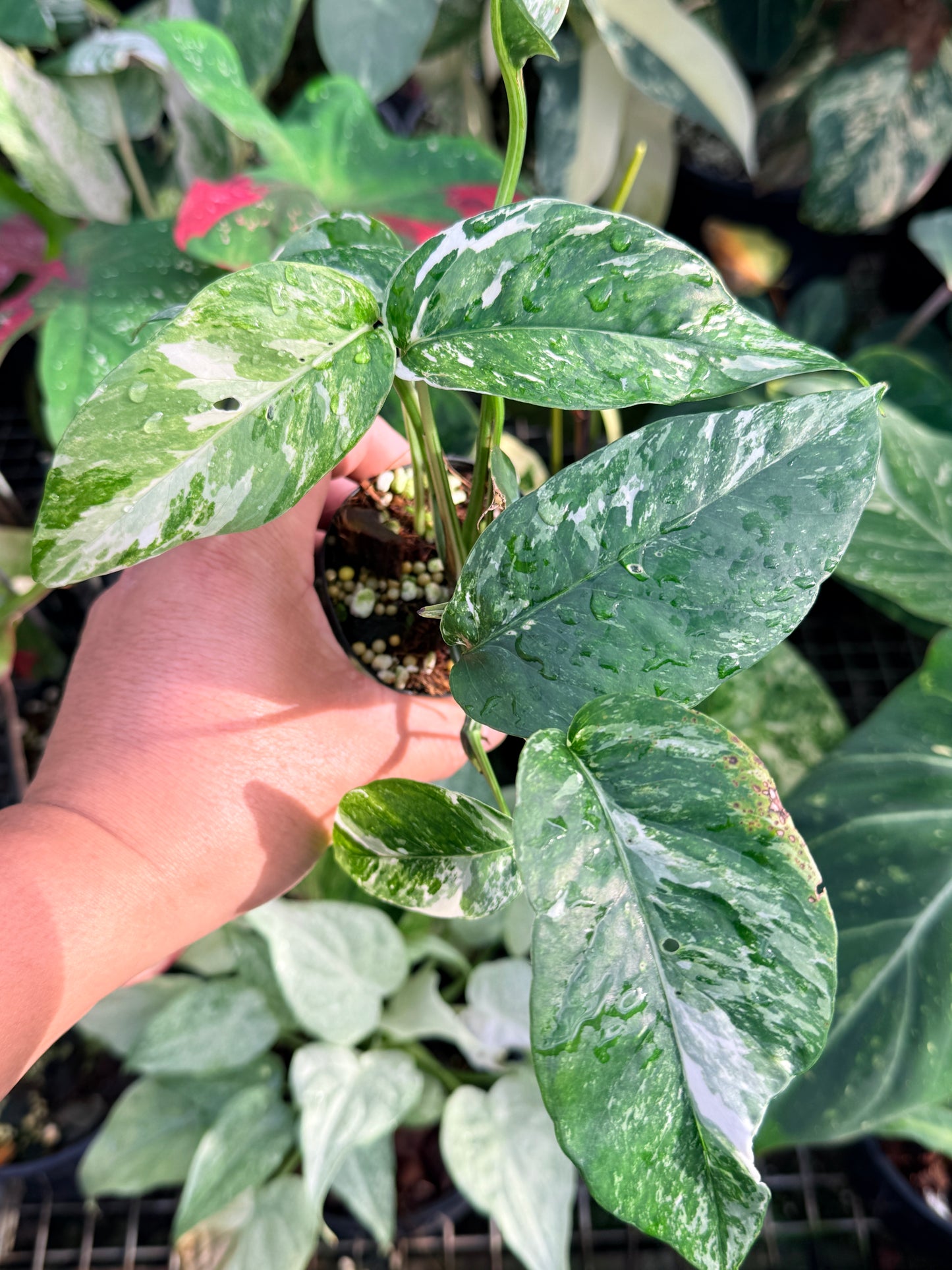 Epipremnum pinnatum 'Variegata' P29