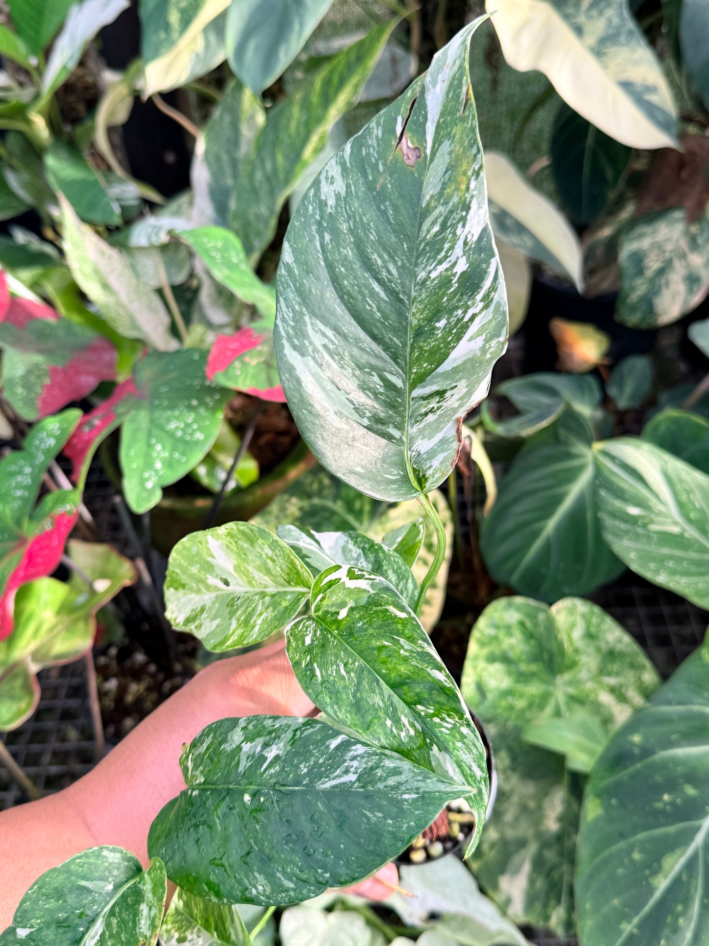 Epipremnum pinnatum 'Variegata' P29