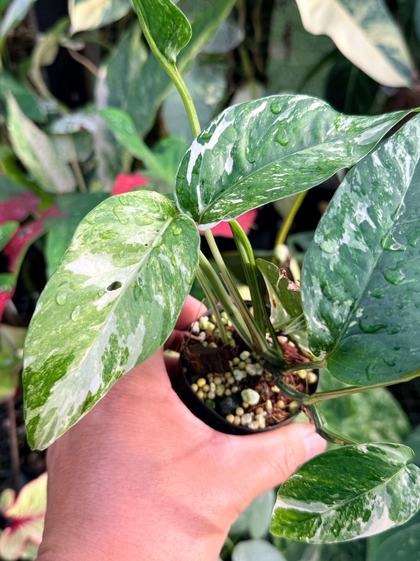Epipremnum pinnatum 'Variegata' P29