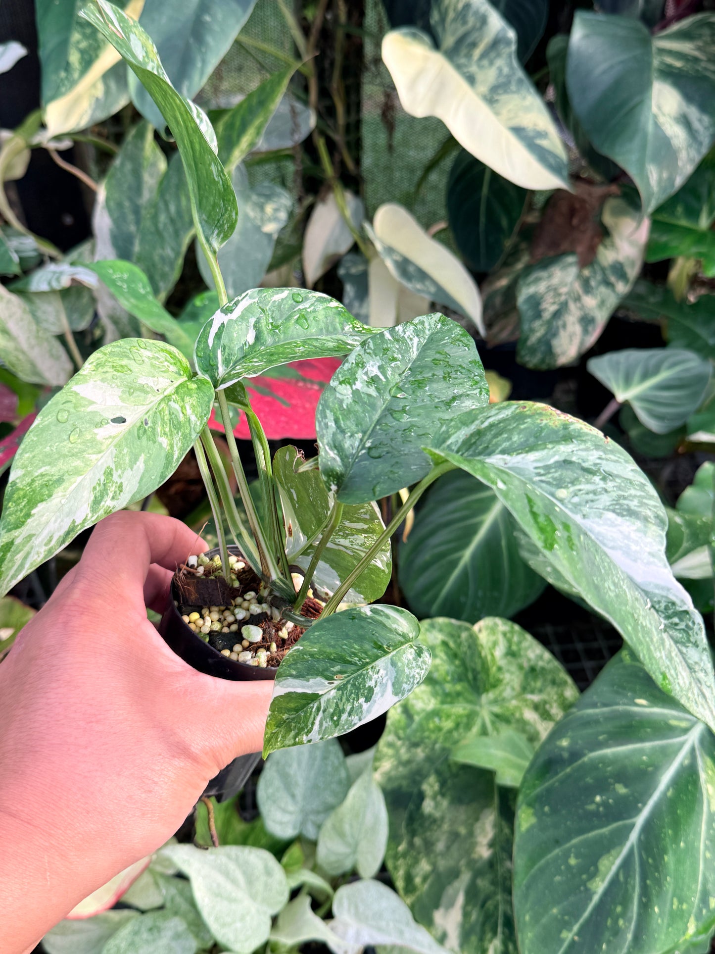 Epipremnum pinnatum 'Variegata' P29