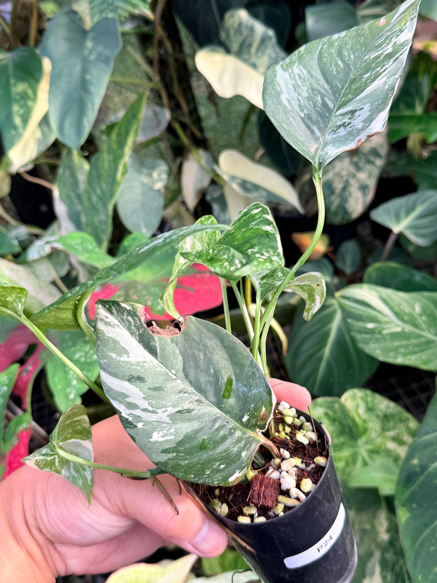 Epipremnum pinnatum 'Variegata' P29