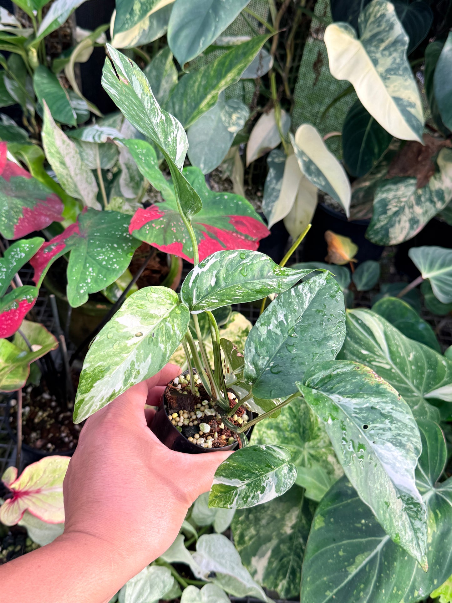 Epipremnum pinnatum 'Variegata' P29