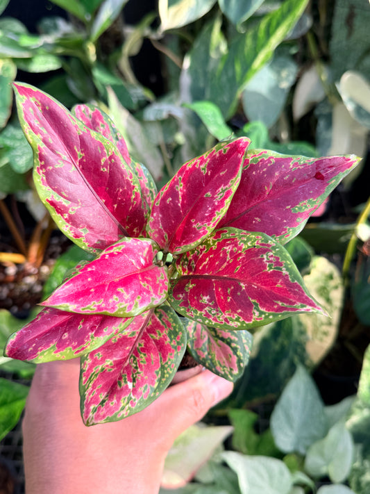 Aglaonema 'Black Maroon' P27