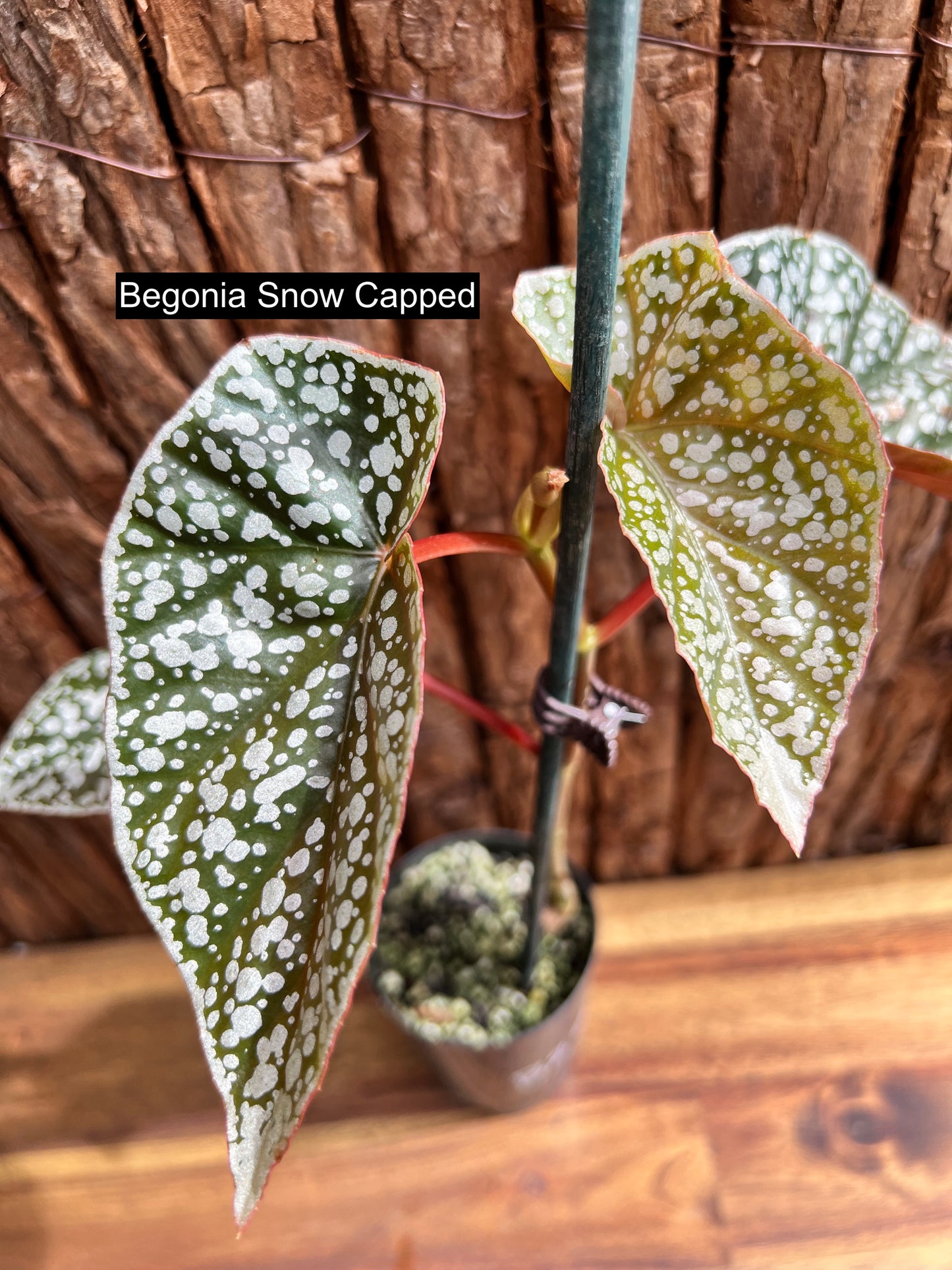 Begonia Snow Capped B290